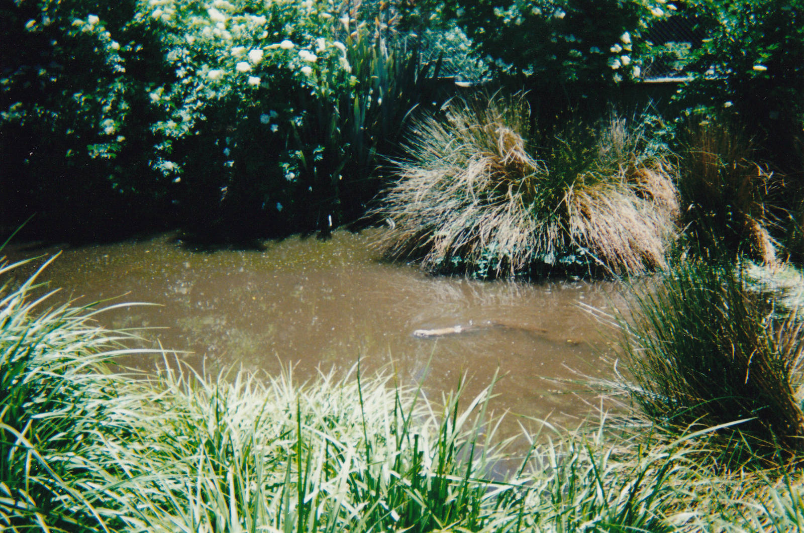 small-clawed otter enclosure