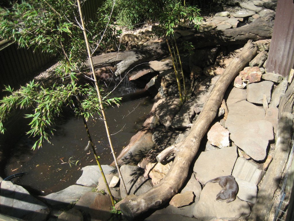 Small-clawed Otter enclosure