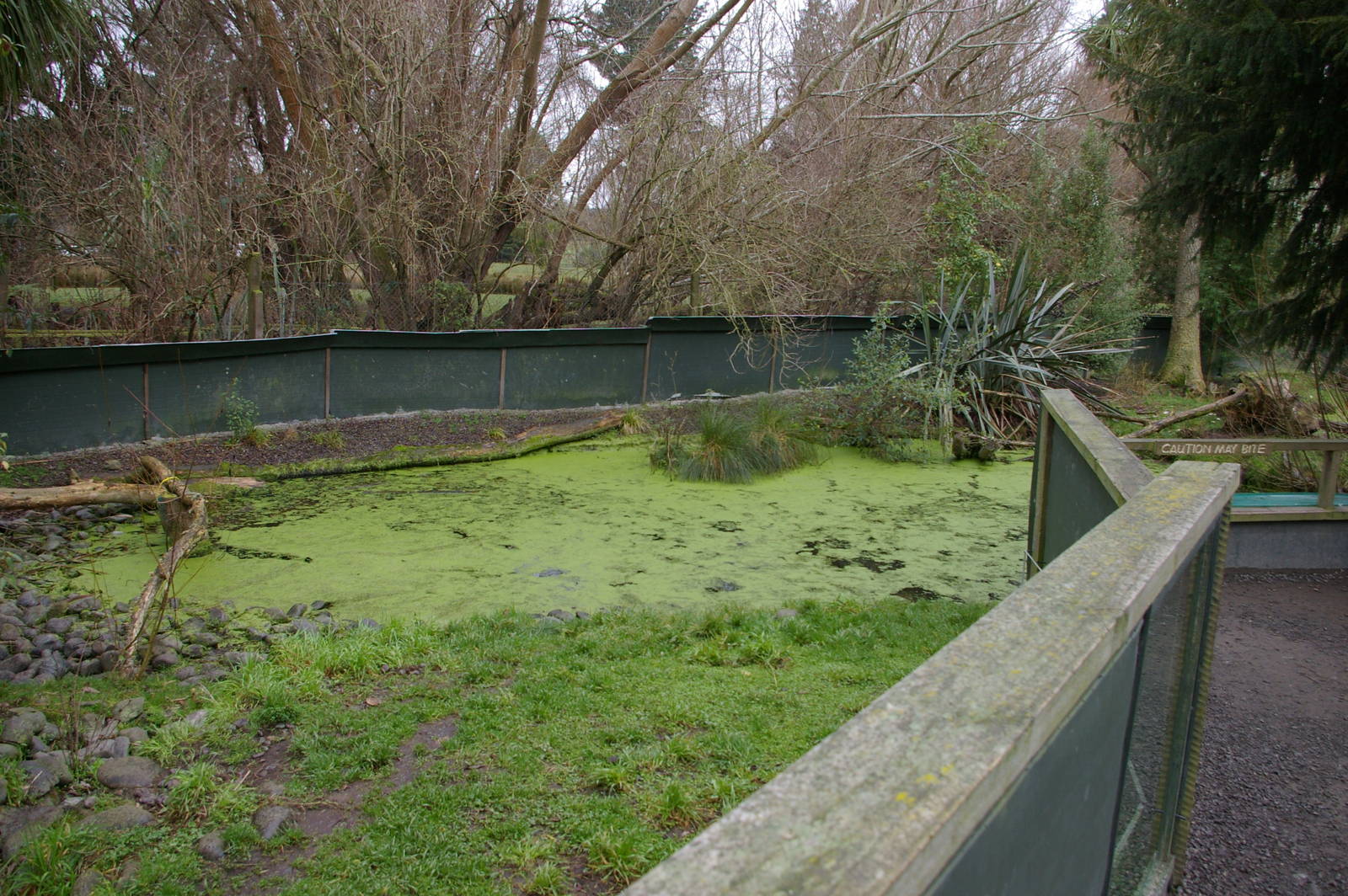Small-clawed Otter enclosure
