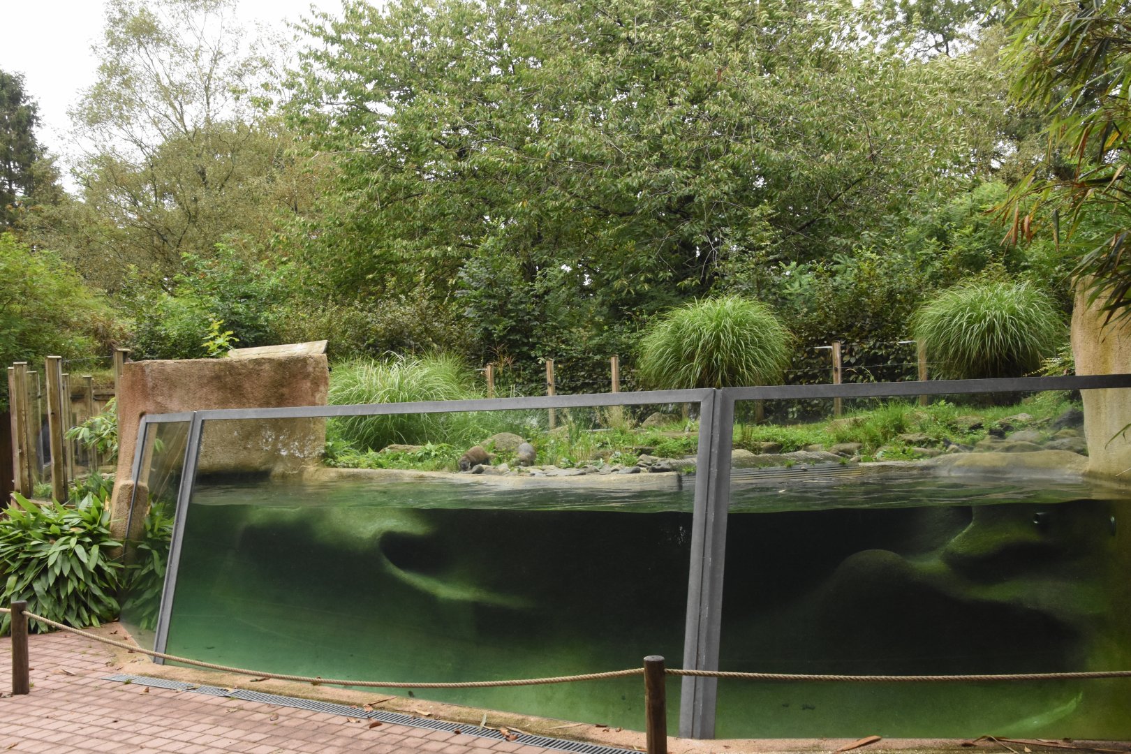 Small-clawed Otter enclosure