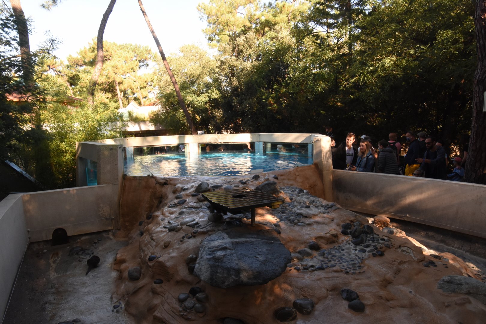 Small-clawed Otter enclosure