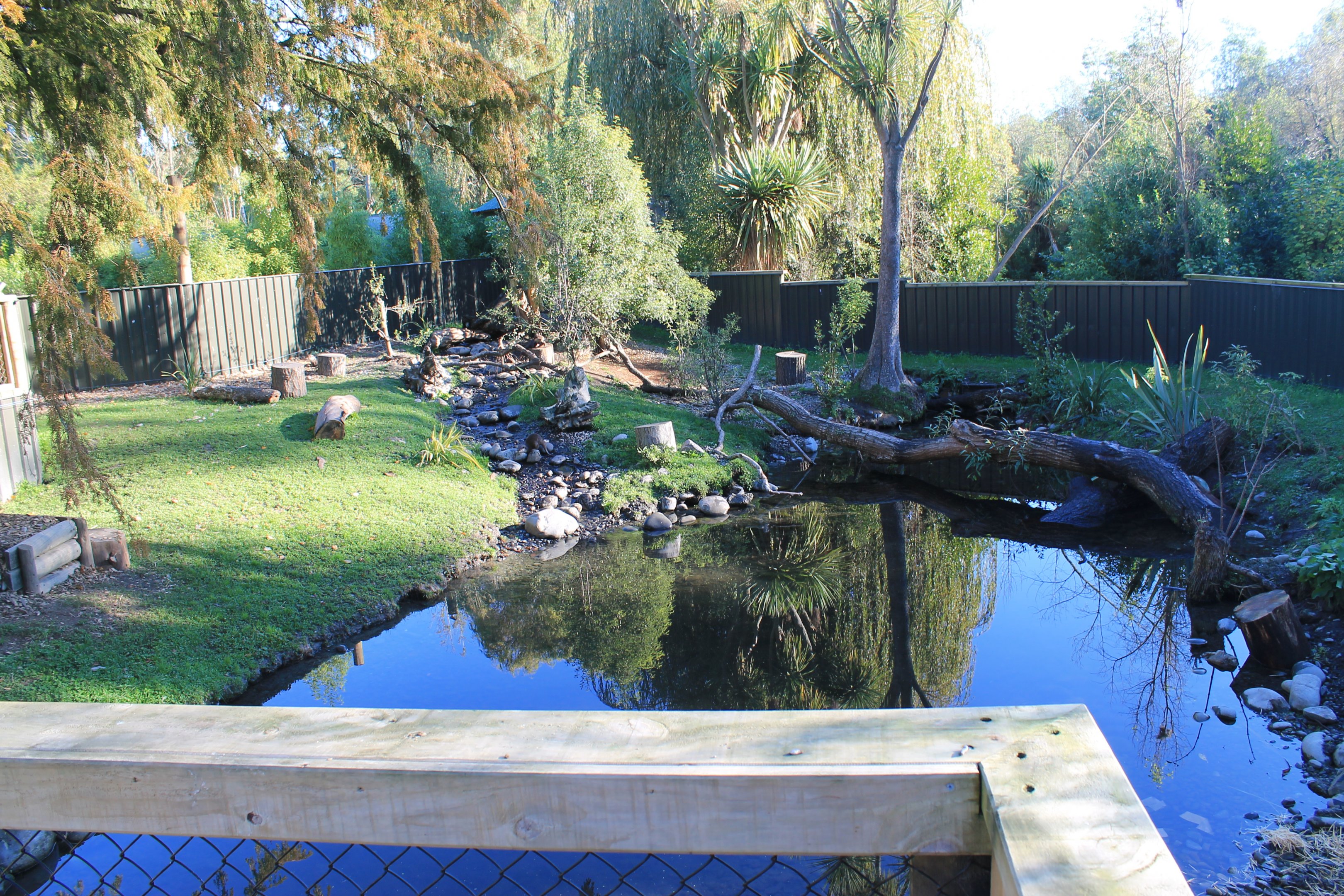 Small-clawed Otter enclosure