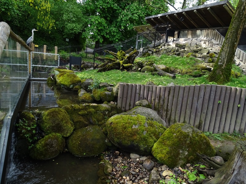 Small-clawed otter enclosure