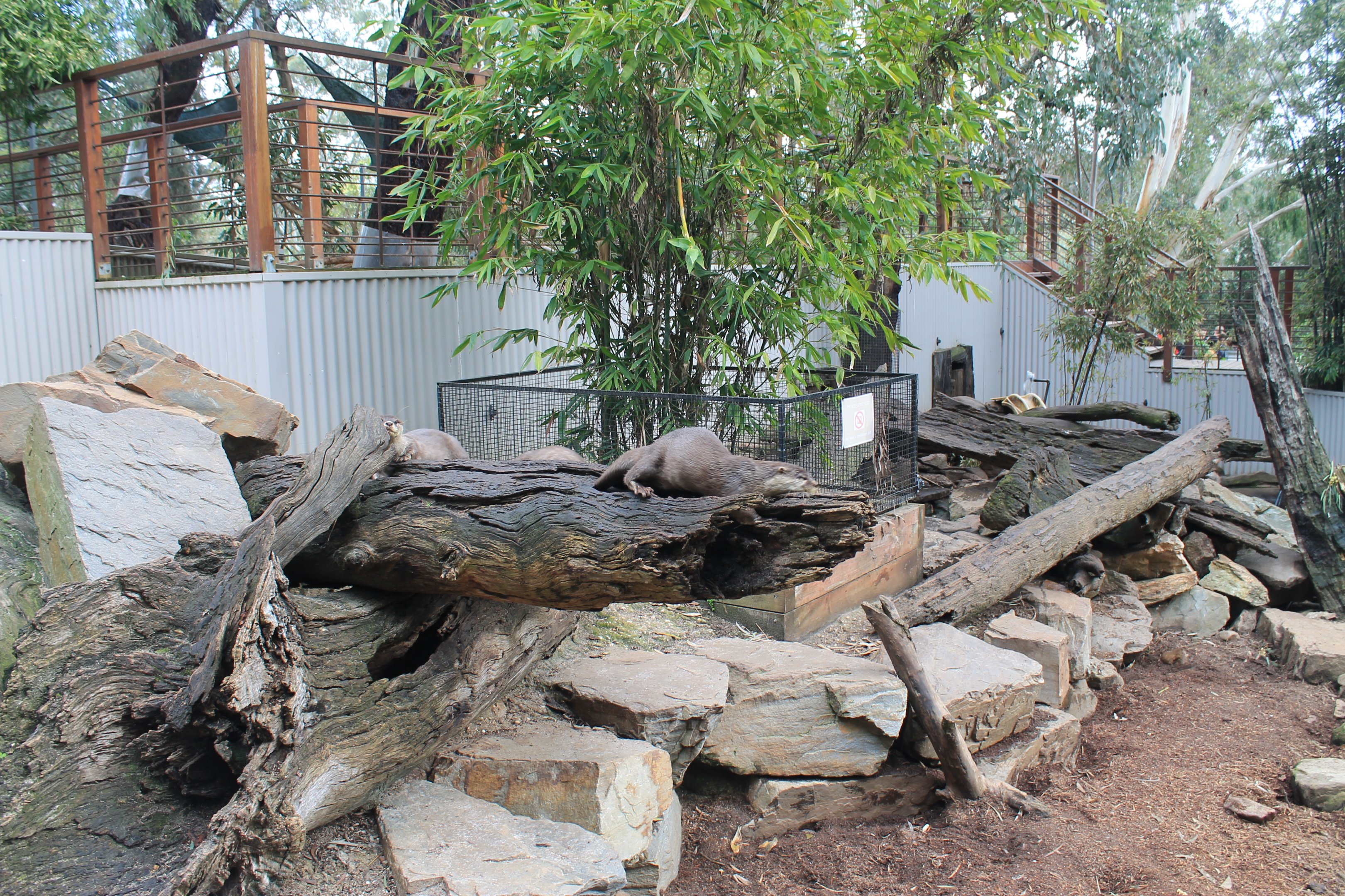 Small-clawed Otter enclosure