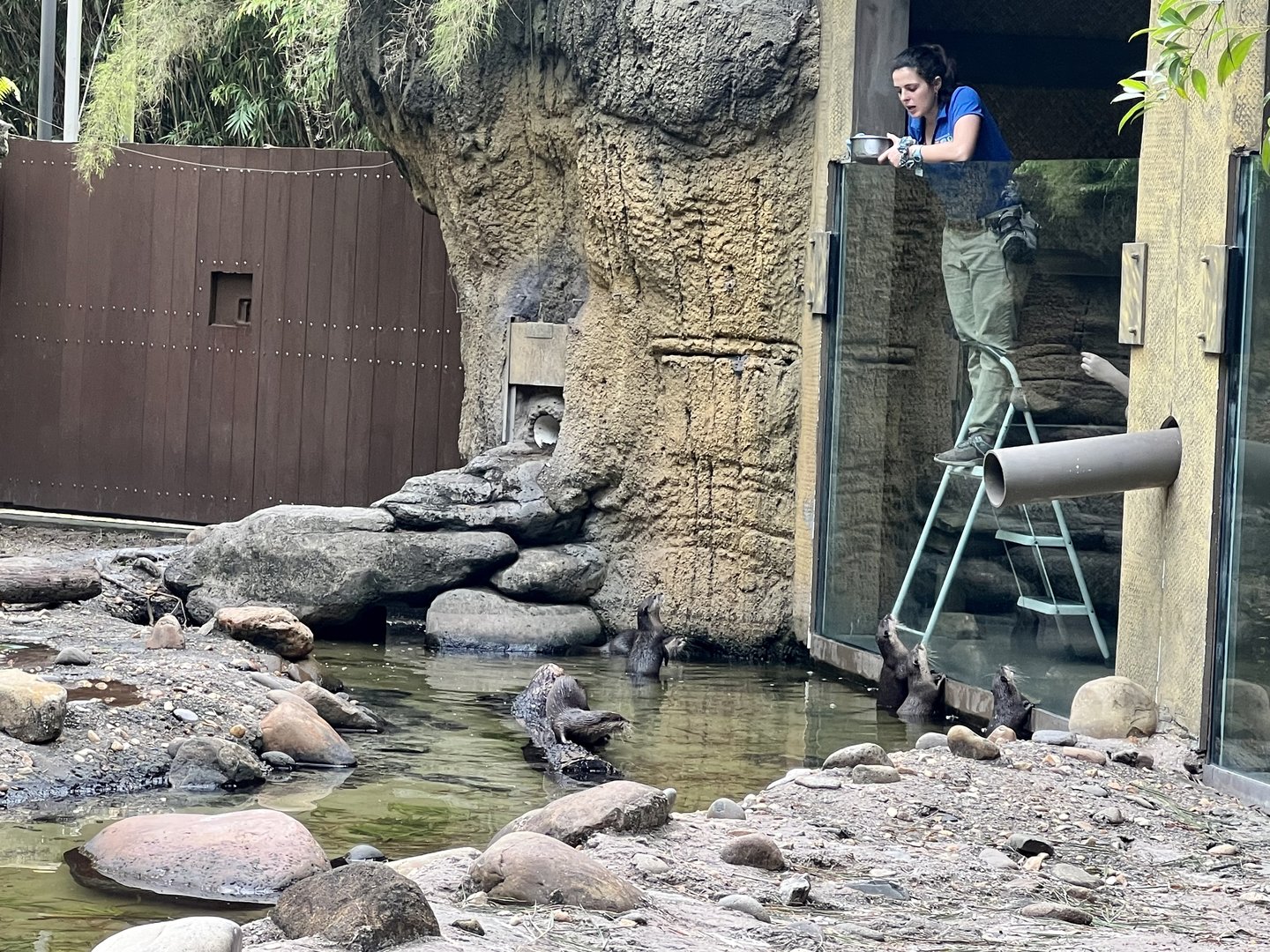 Small-clawed Otter enrichment / conditioning?