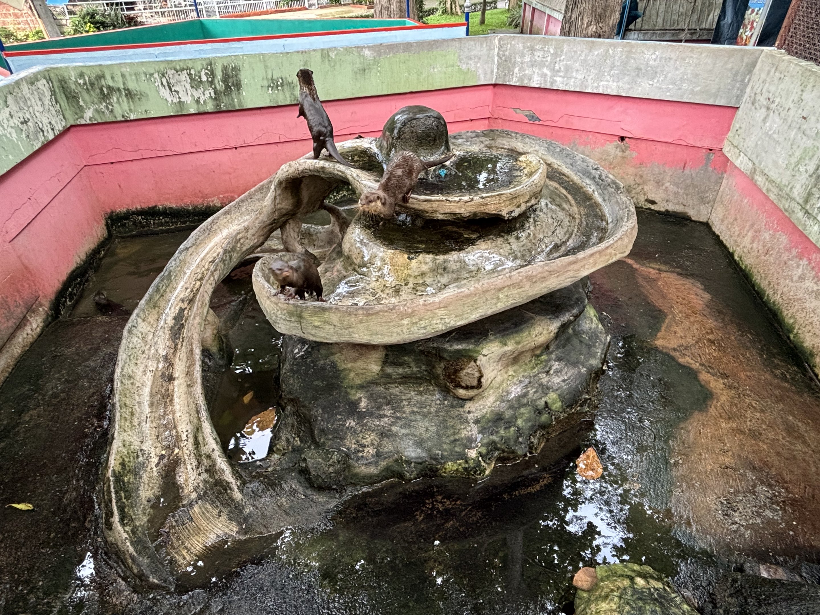 Small-clawed Otter Exhibit #1 - Lopburi Zoo