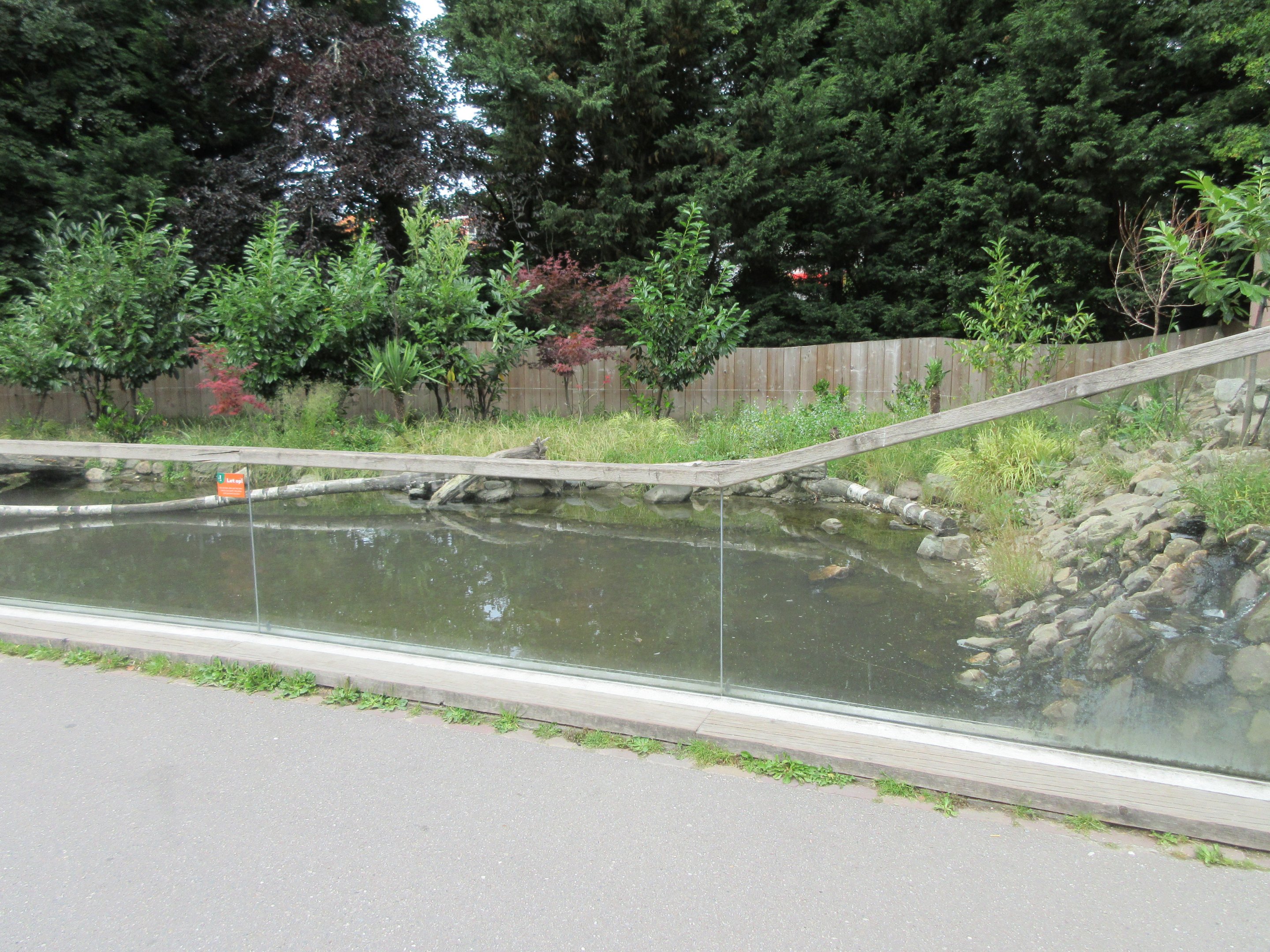 Small-clawed Otter Exhibit #1