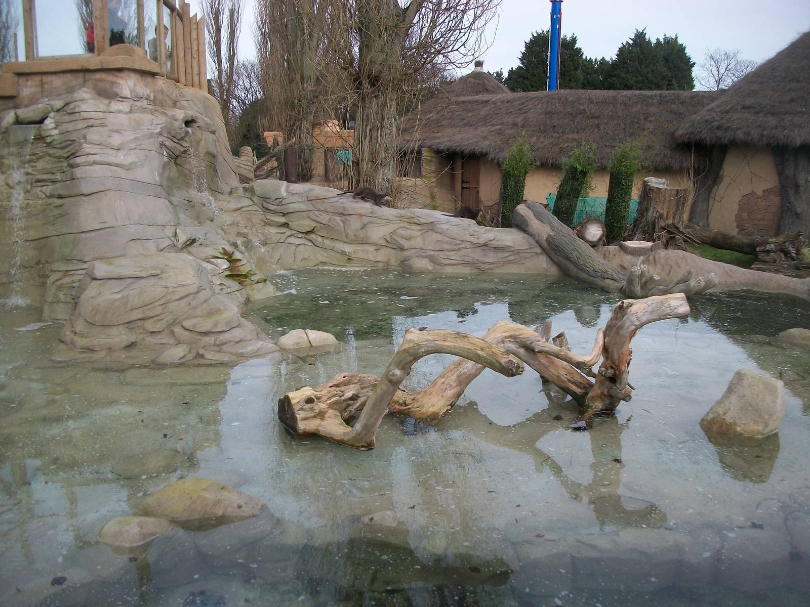 Small-clawed Otter exhibit 17th February 2012
