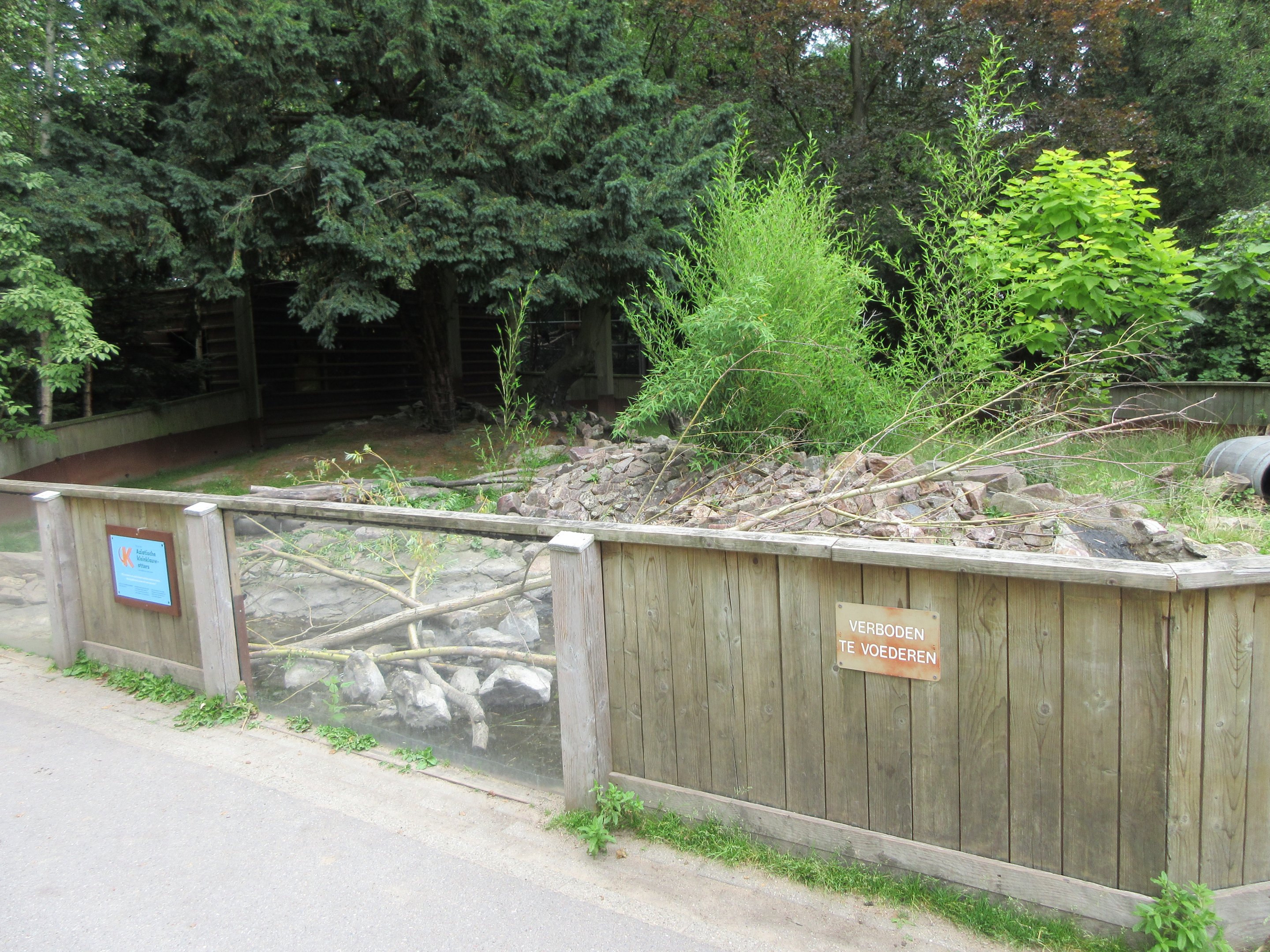 Small-clawed Otter Exhibit #2