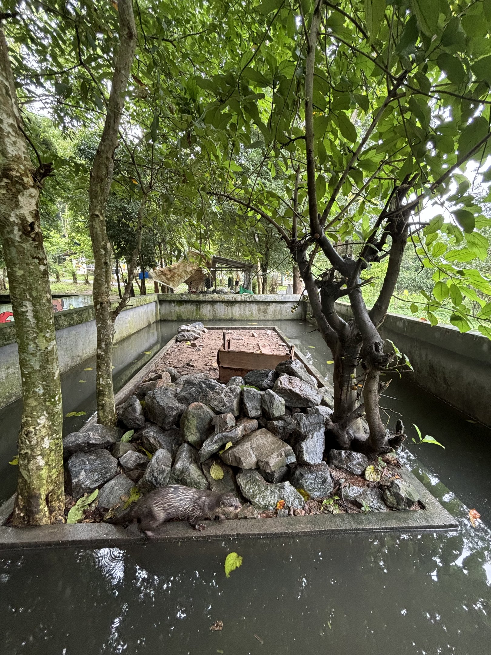 Small-clawed Otter Exhibit #2