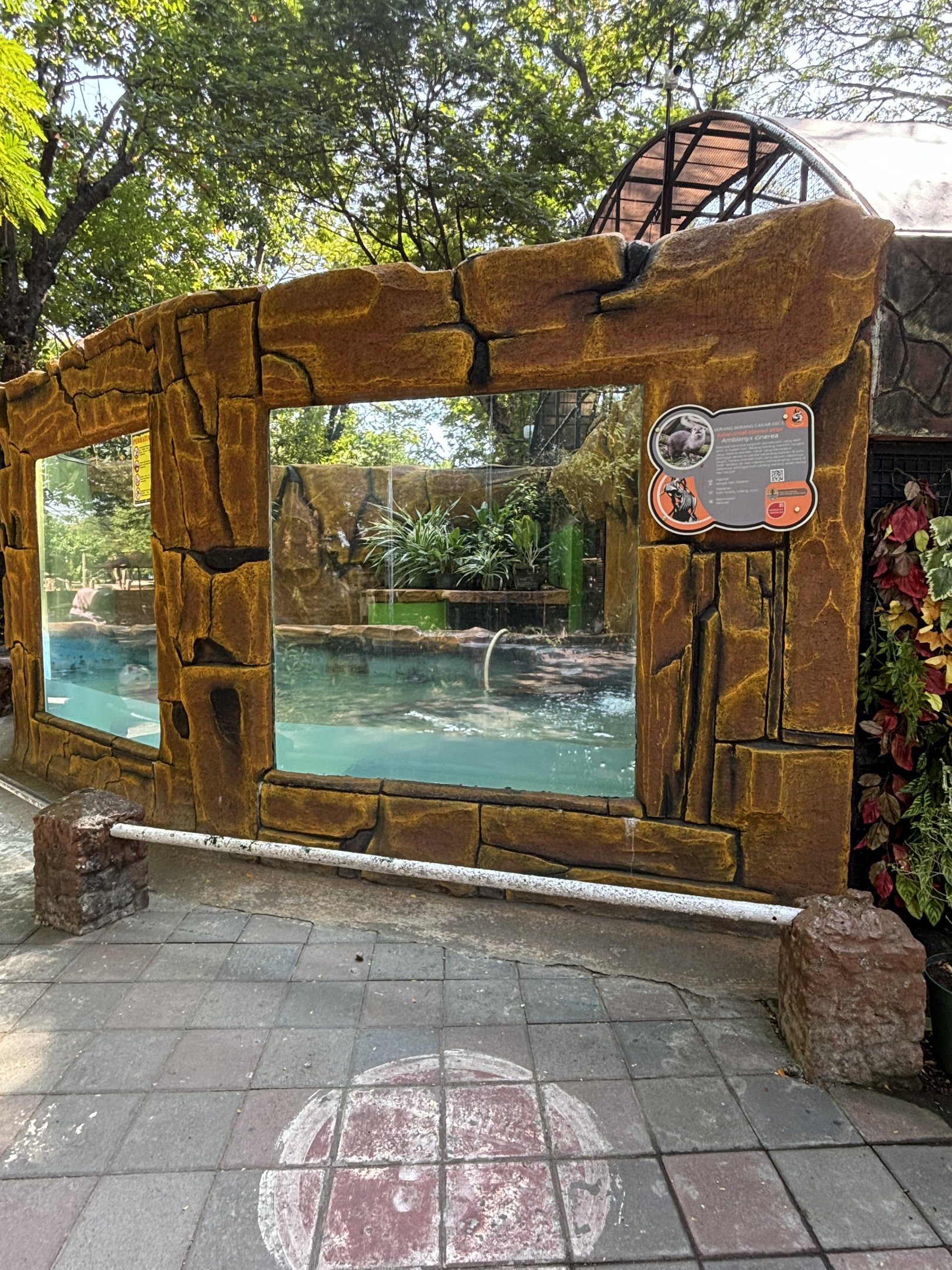 Small-clawed Otter Exhibit #2