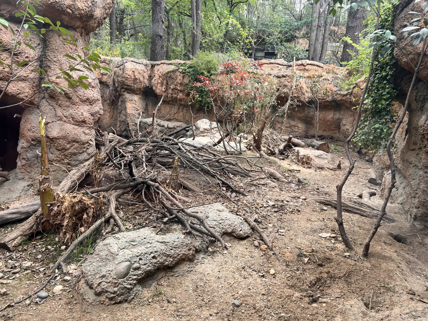 Small-clawed Otter Exhibit #2