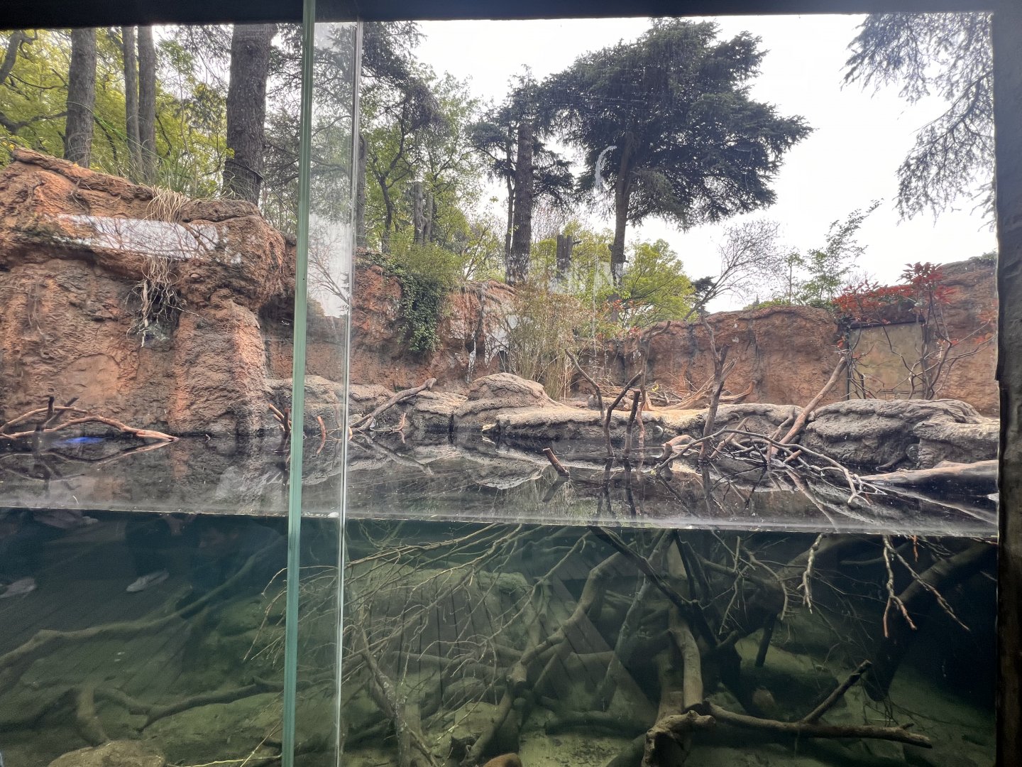 Small-clawed Otter Exhibit #2