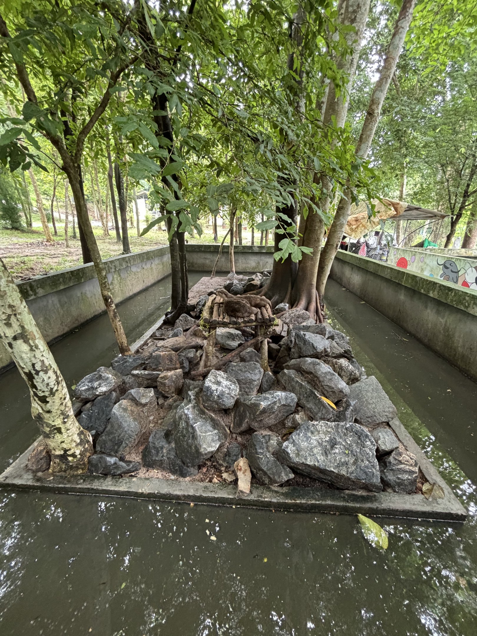 Small-clawed Otter Exhibit #3