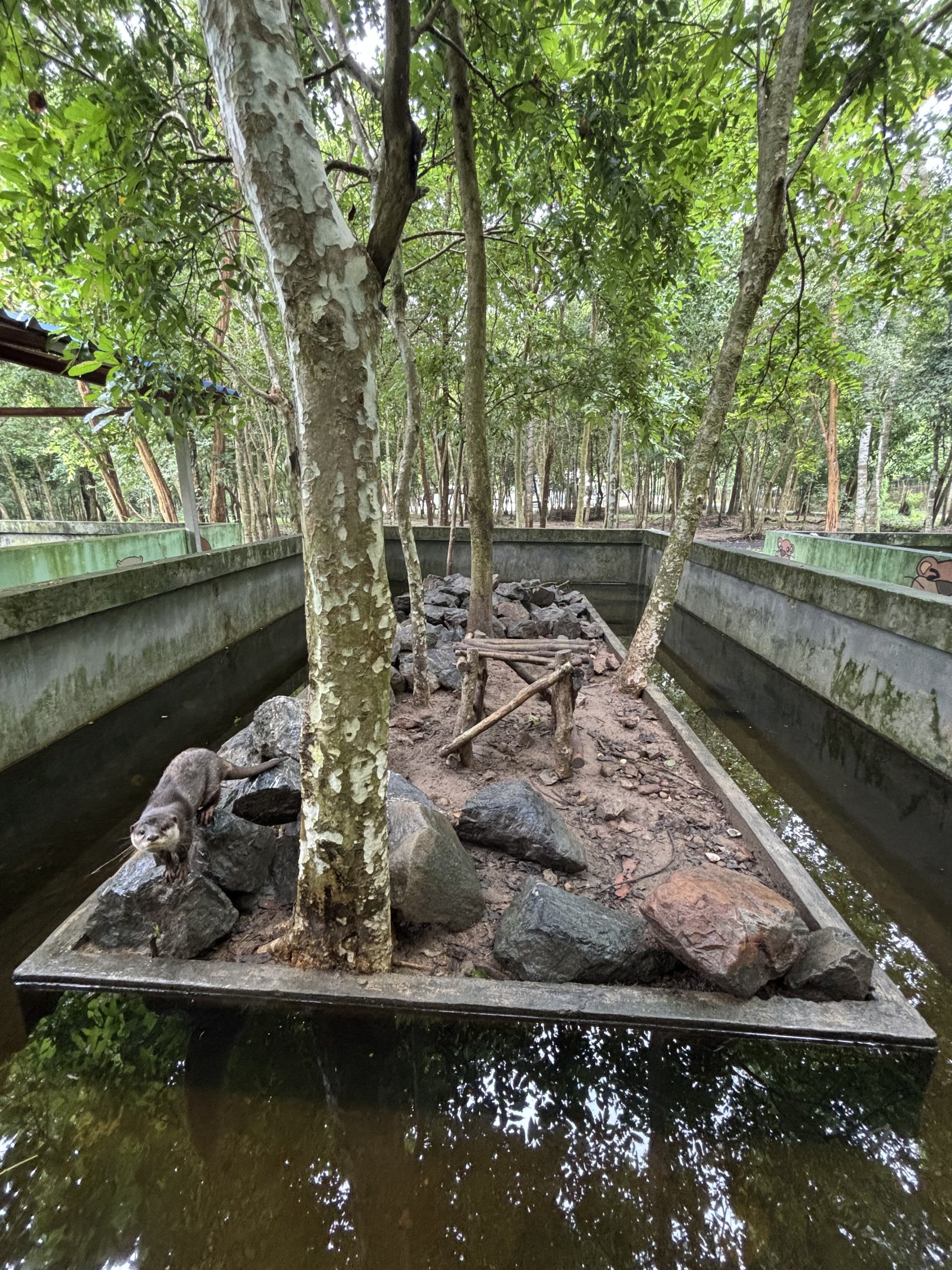 Small-clawed Otter Exhibit #4
