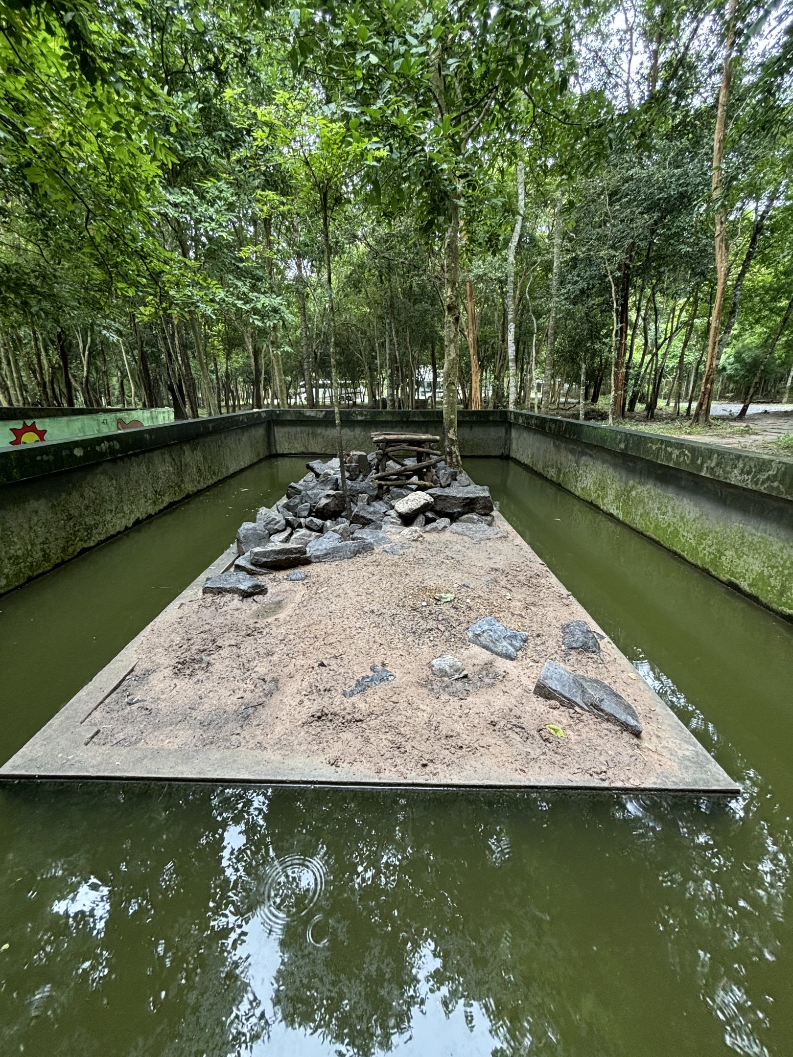 Small-clawed Otter Exhibit #5