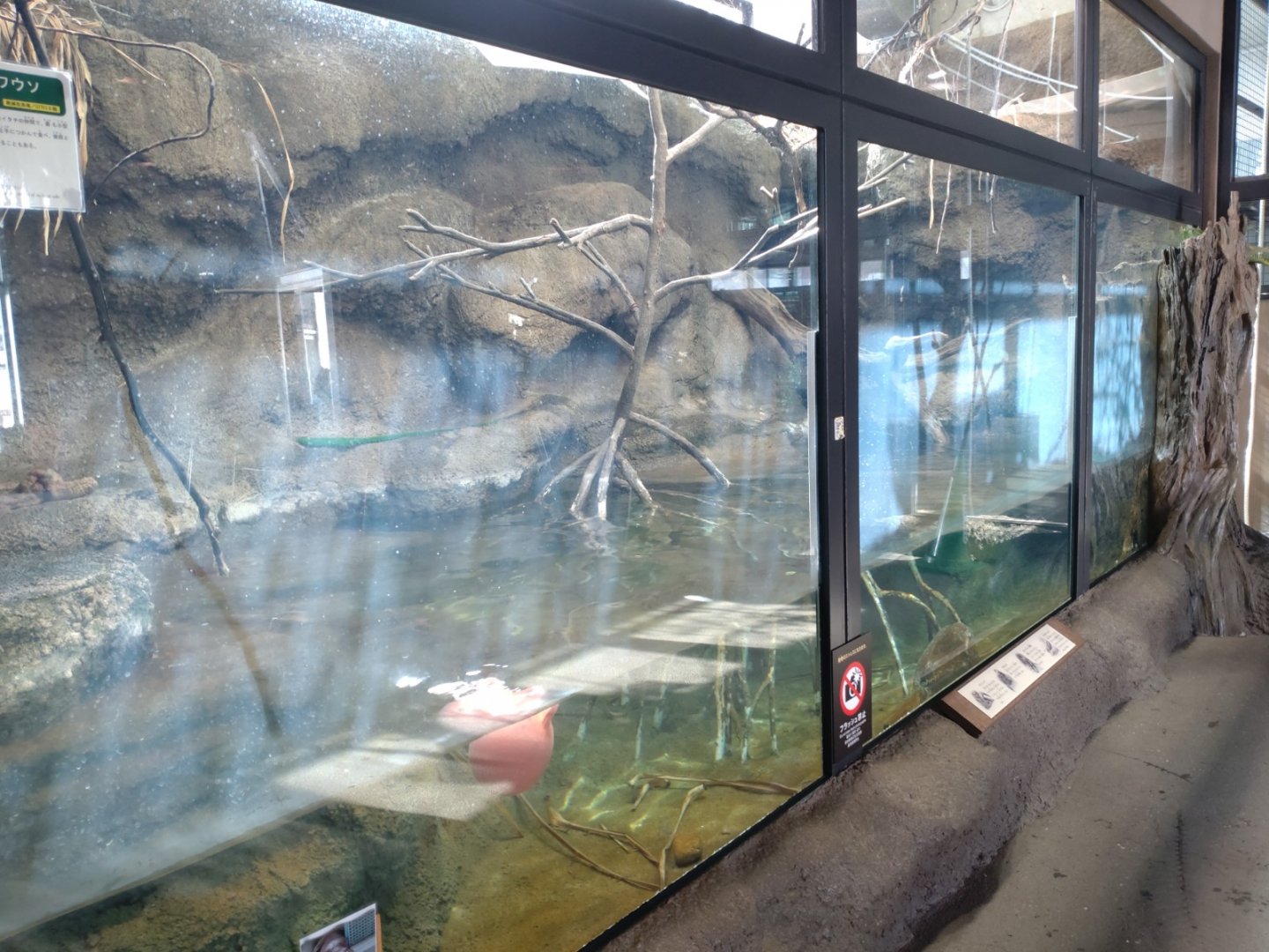 Small-clawed otter Exhibit at Maruyama Zoo