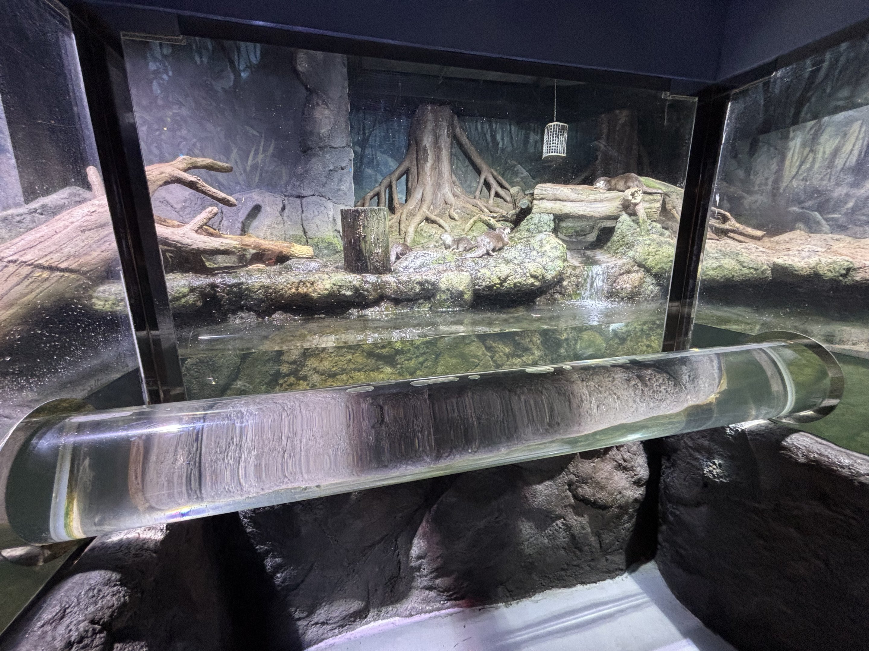 Small-clawed Otter Exhibit - BXSea Aquarium