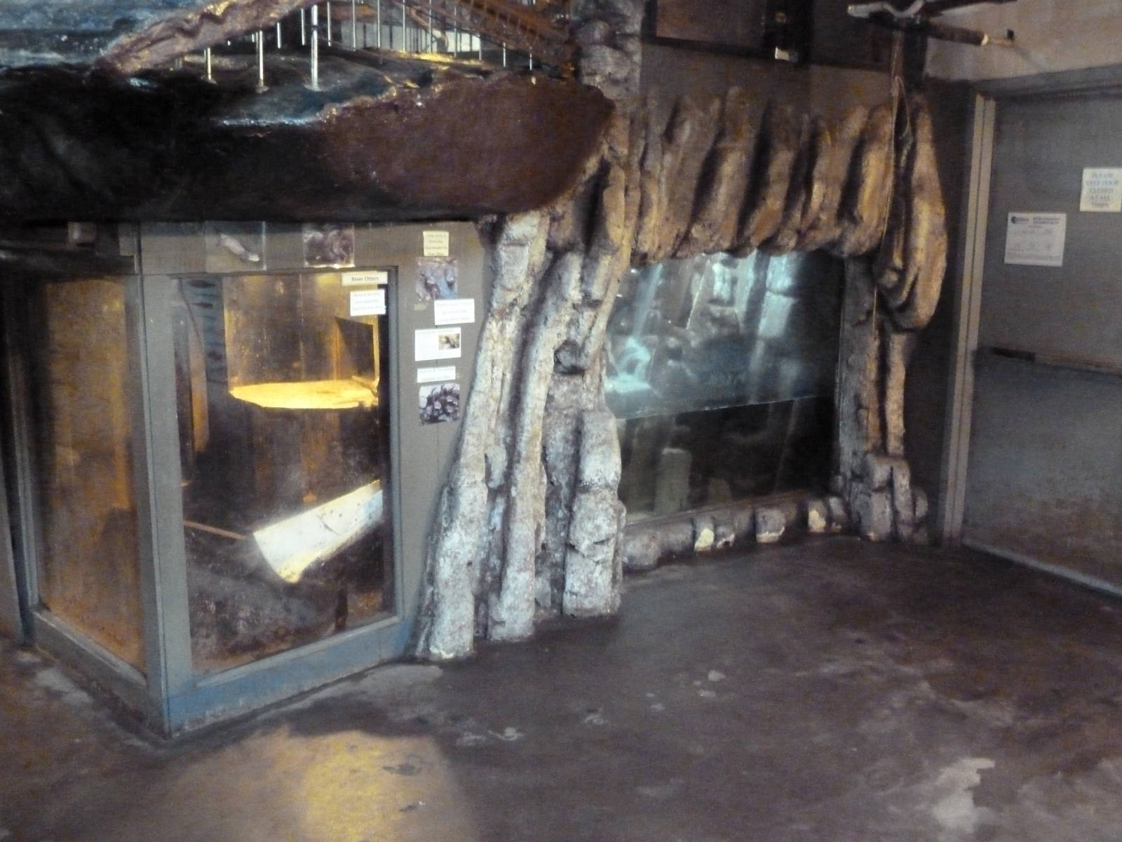 Small-Clawed Otter Exhibit (Puny!)