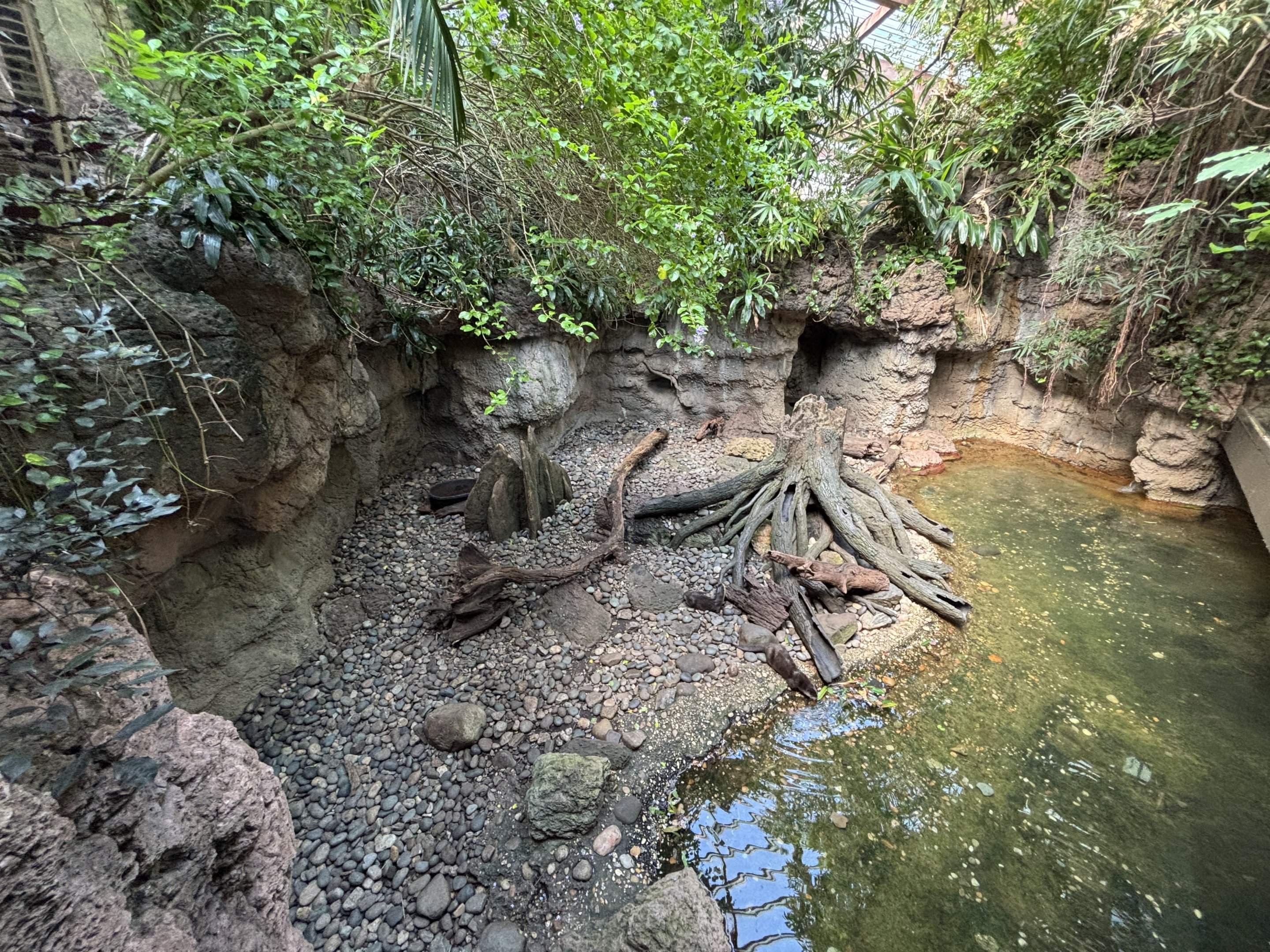 Small-clawed Otter Exhibit - too small