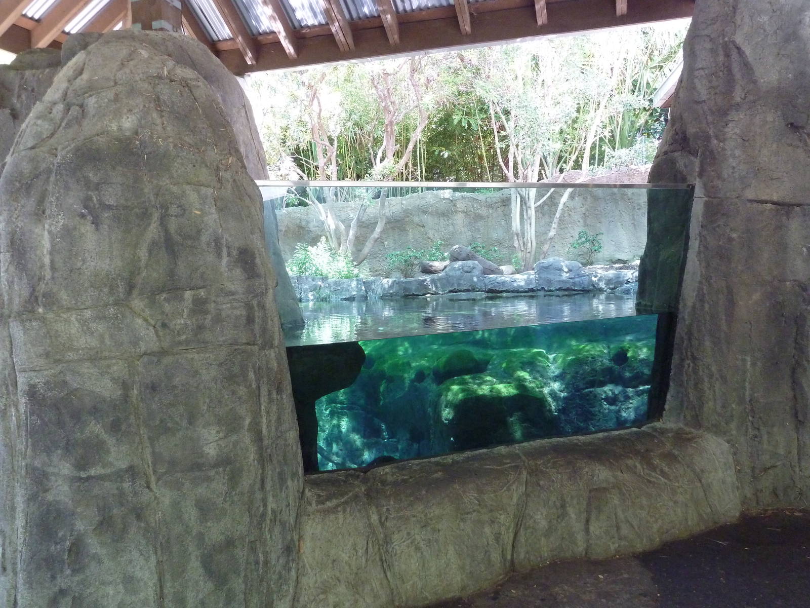 Small-Clawed Otter Exhibit