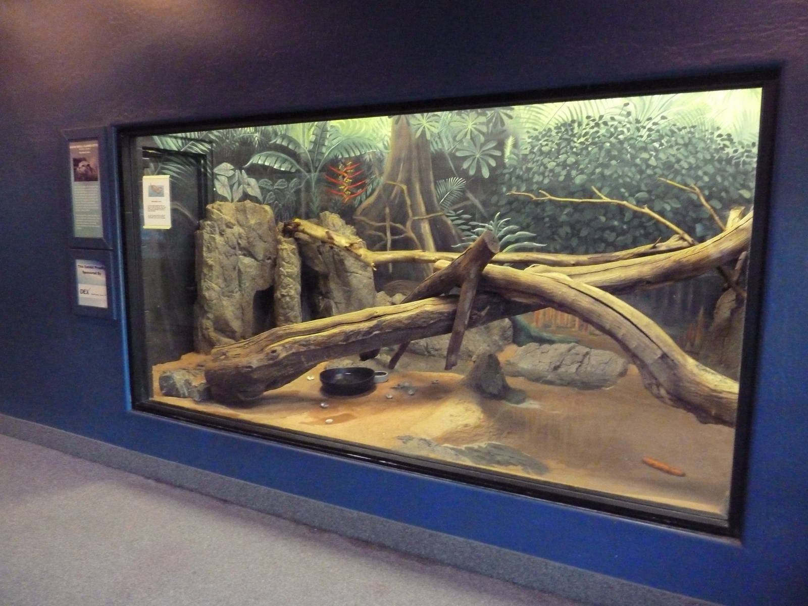 Small-Clawed Otter Exhibit
