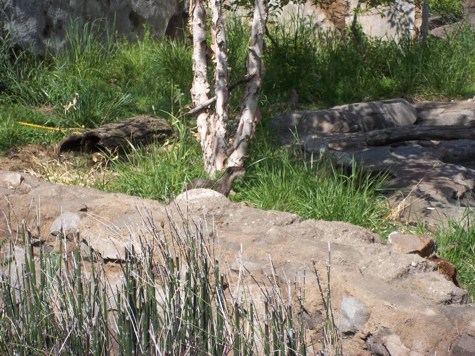 Small-Clawed Otter Exhibit