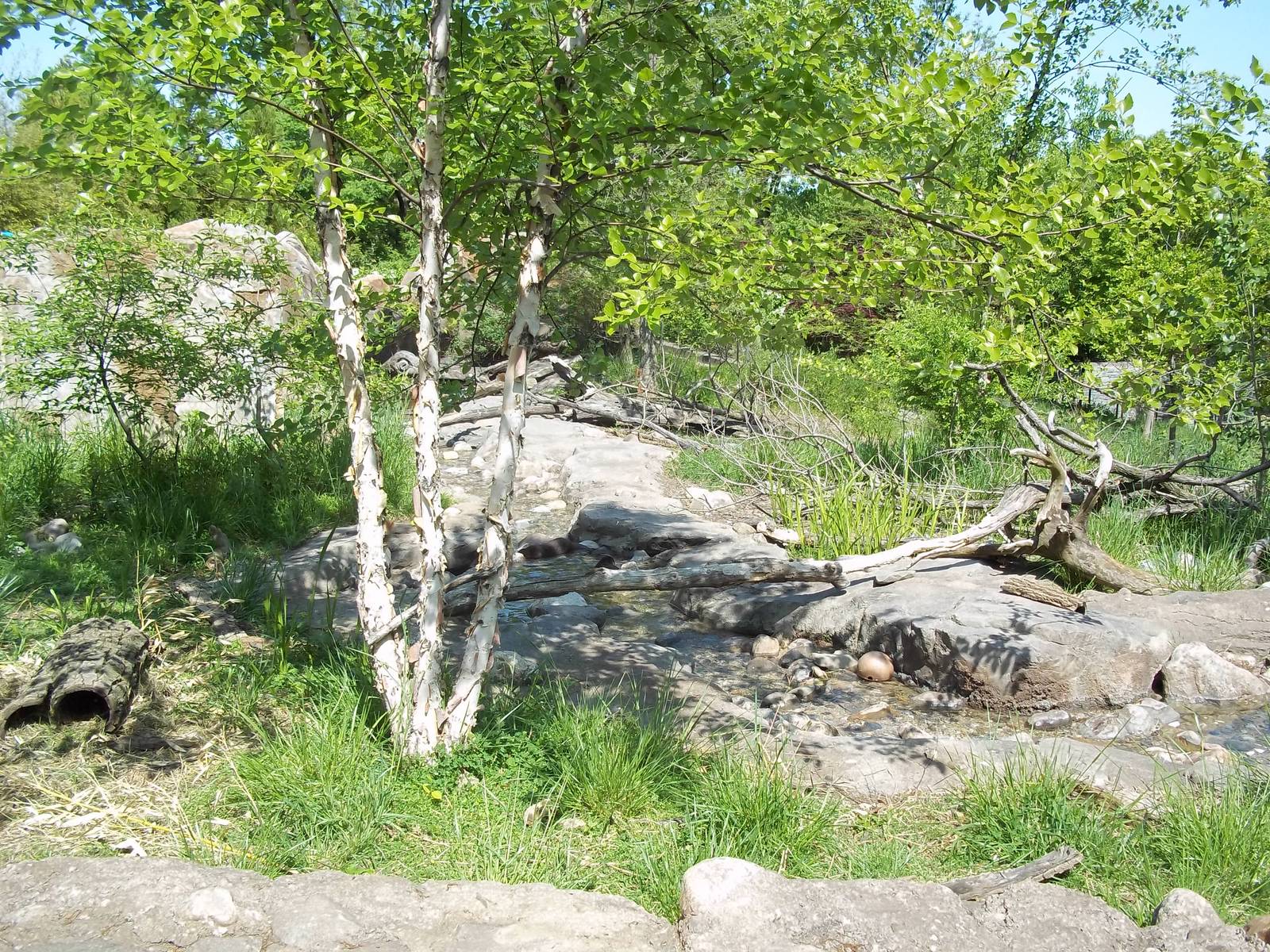 Small-Clawed Otter Exhibit