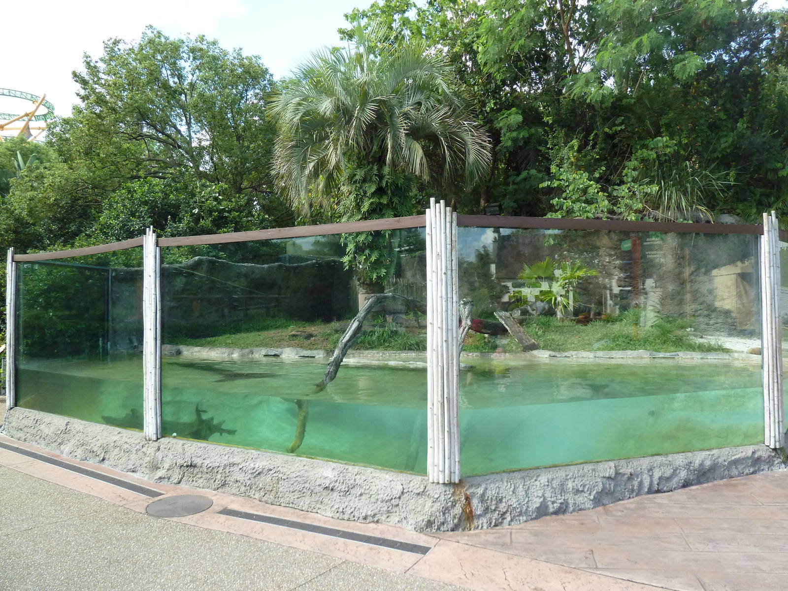 Small-Clawed Otter Exhibit