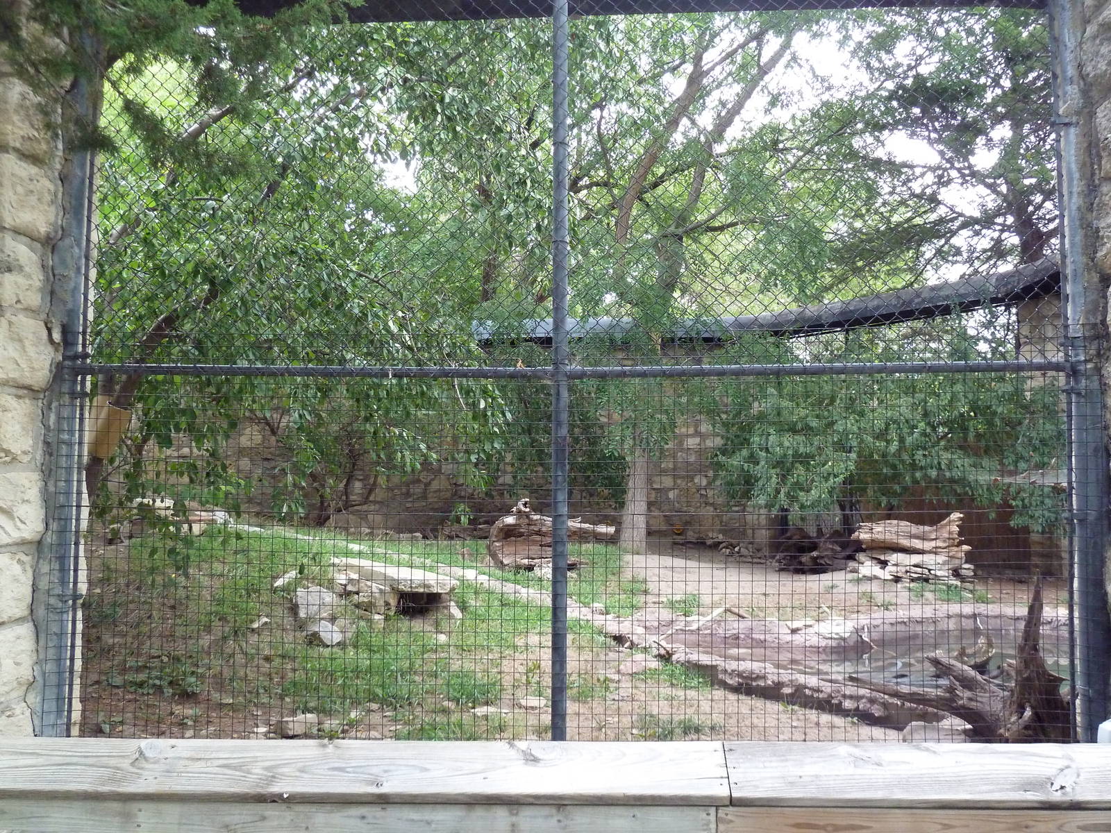 Small-Clawed Otter Exhibit