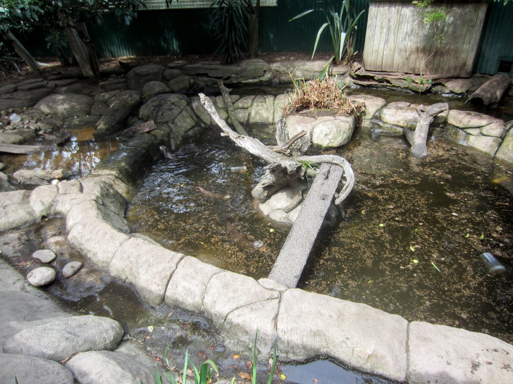 Small-clawed Otter exhibit