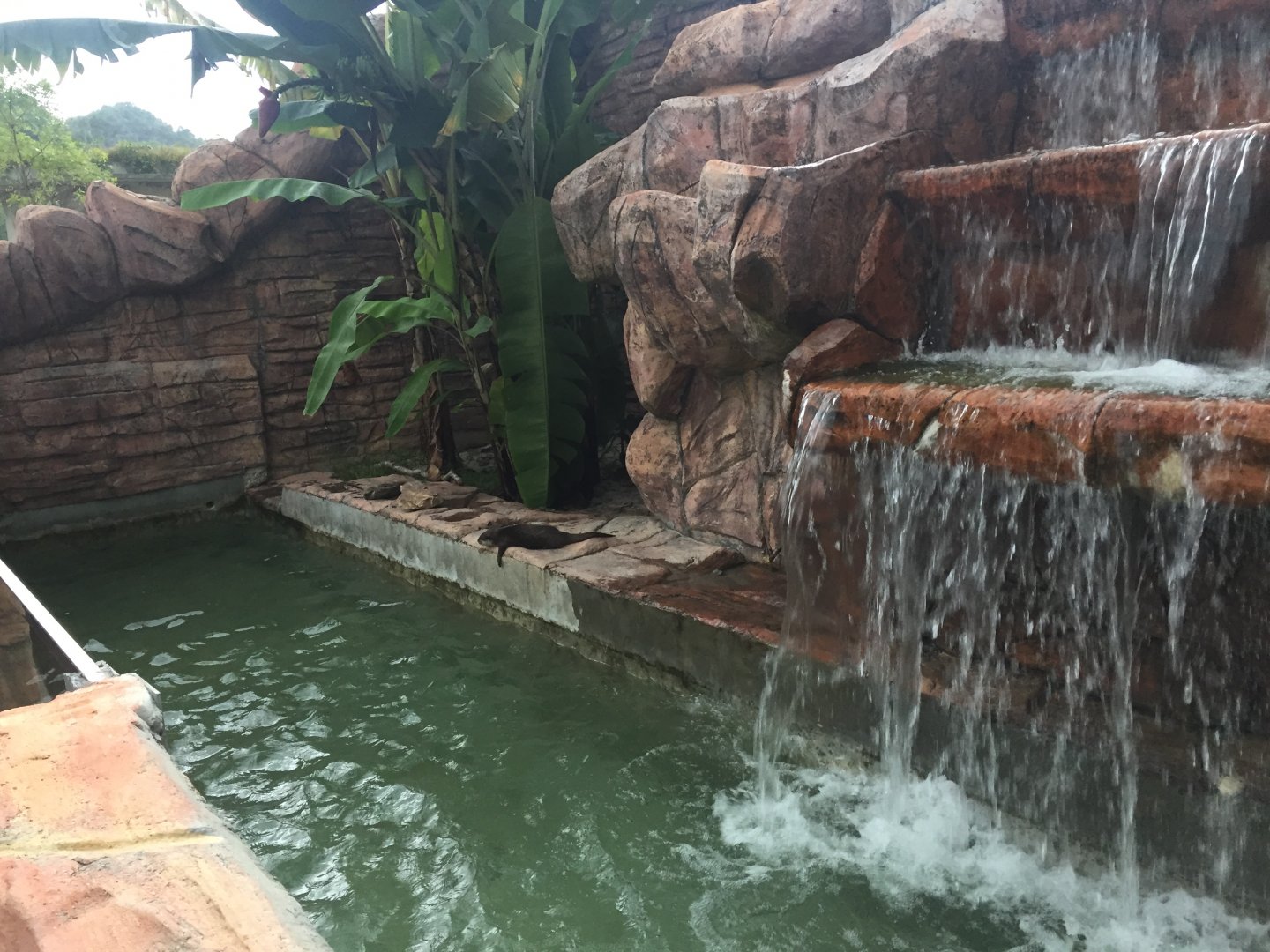 Small-clawed Otter Exhibit