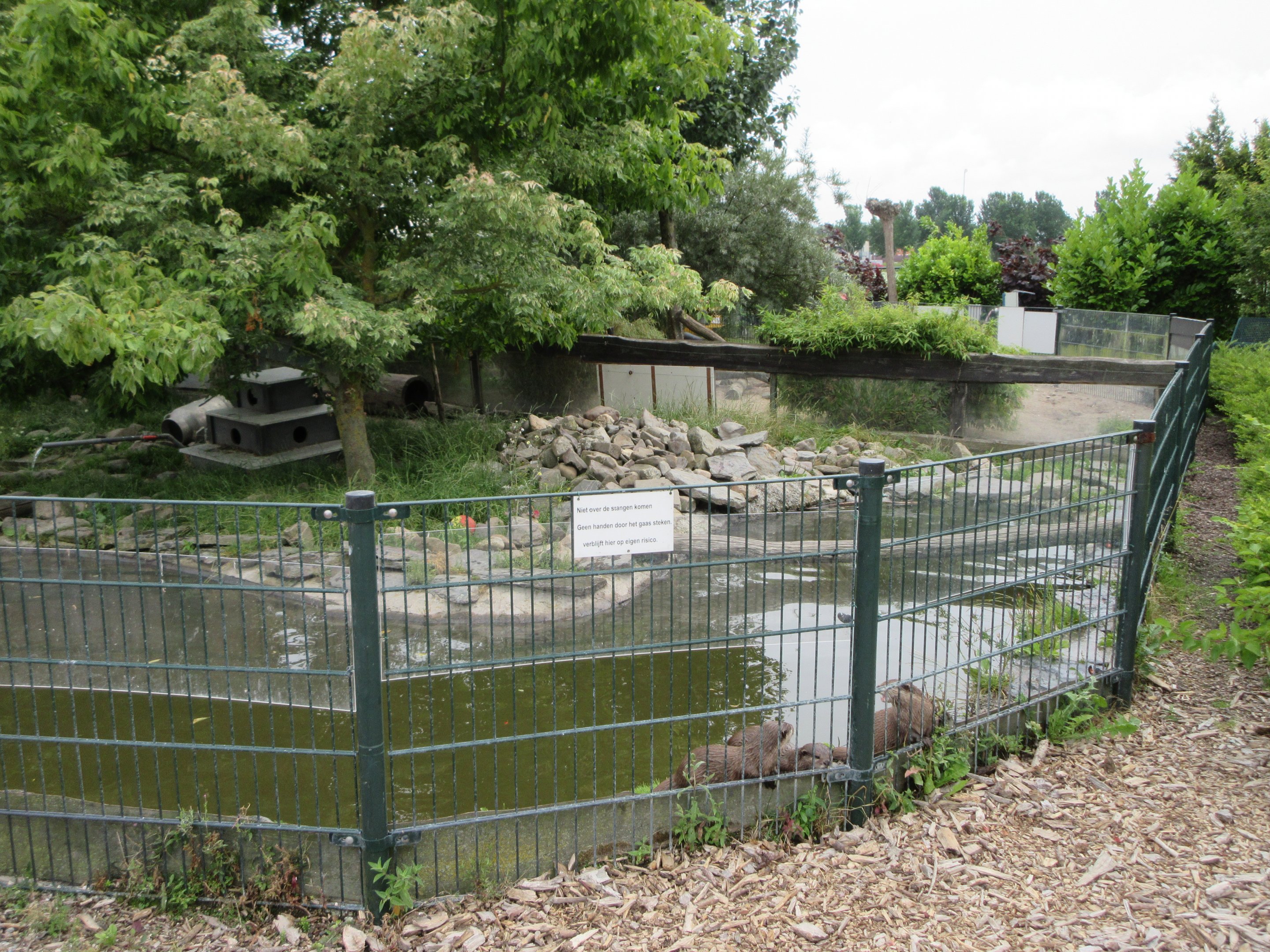 Small-clawed Otter Exhibit