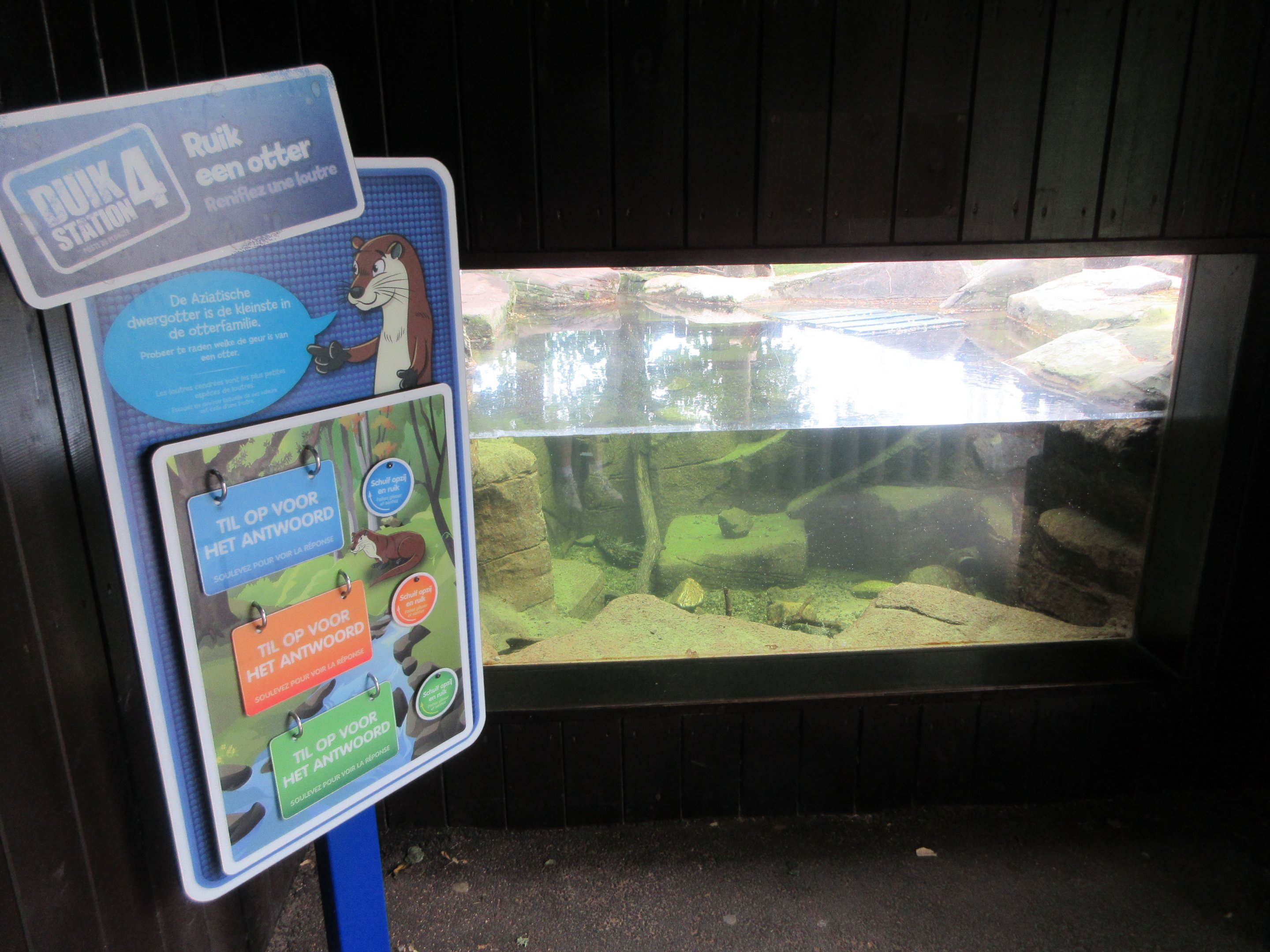 Small-clawed Otter Exhibit