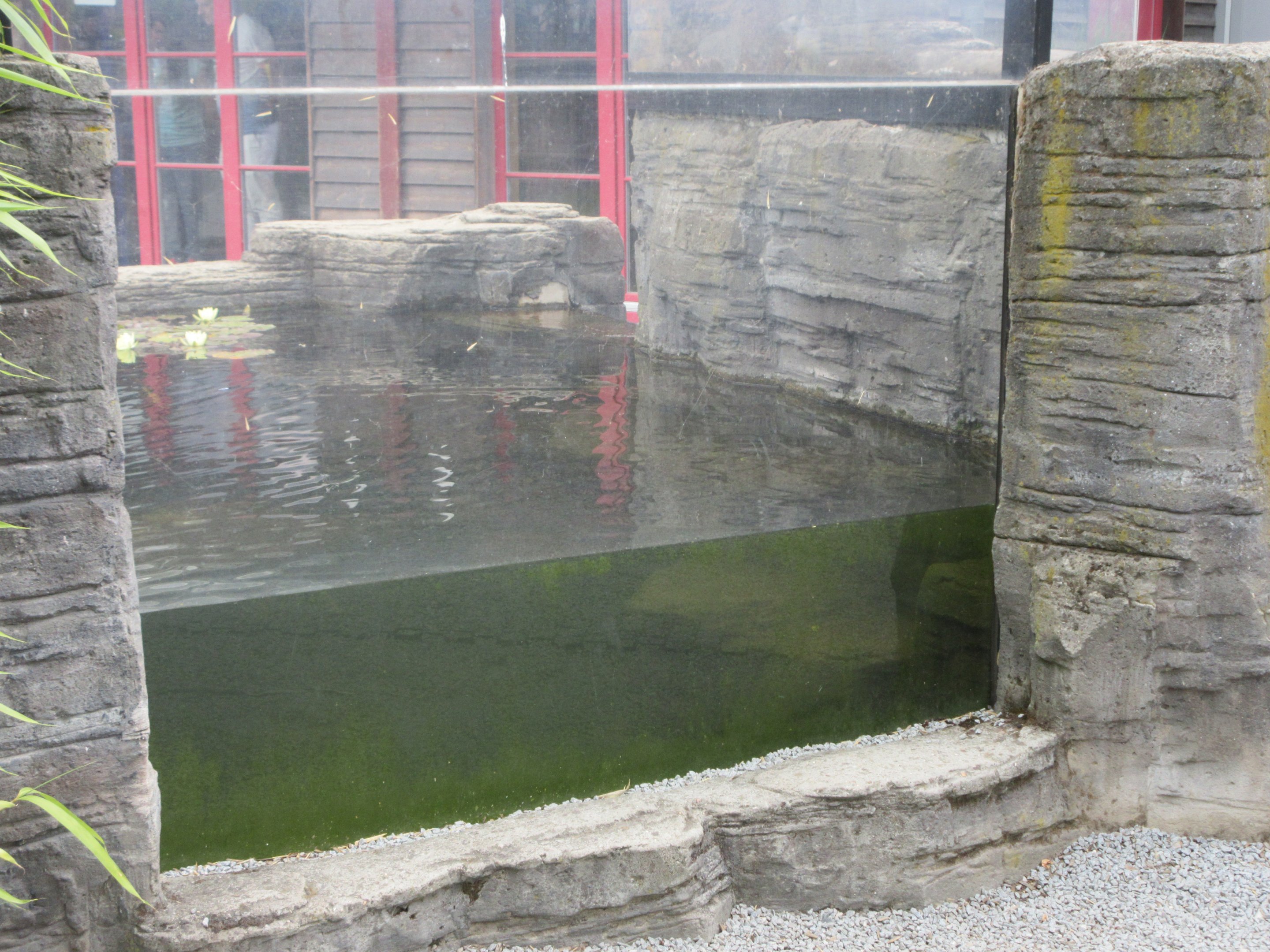 Small-clawed Otter Exhibit