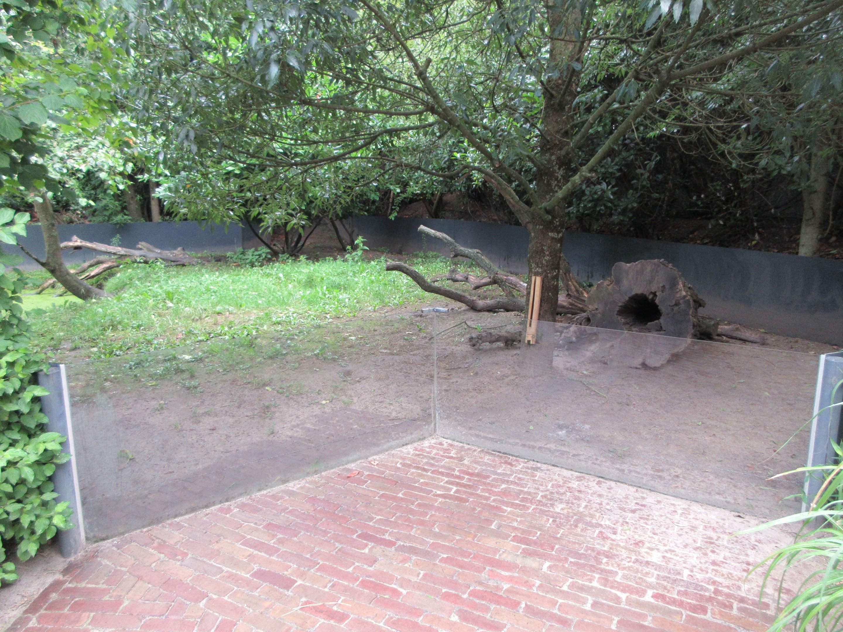 Small-clawed Otter Exhibit
