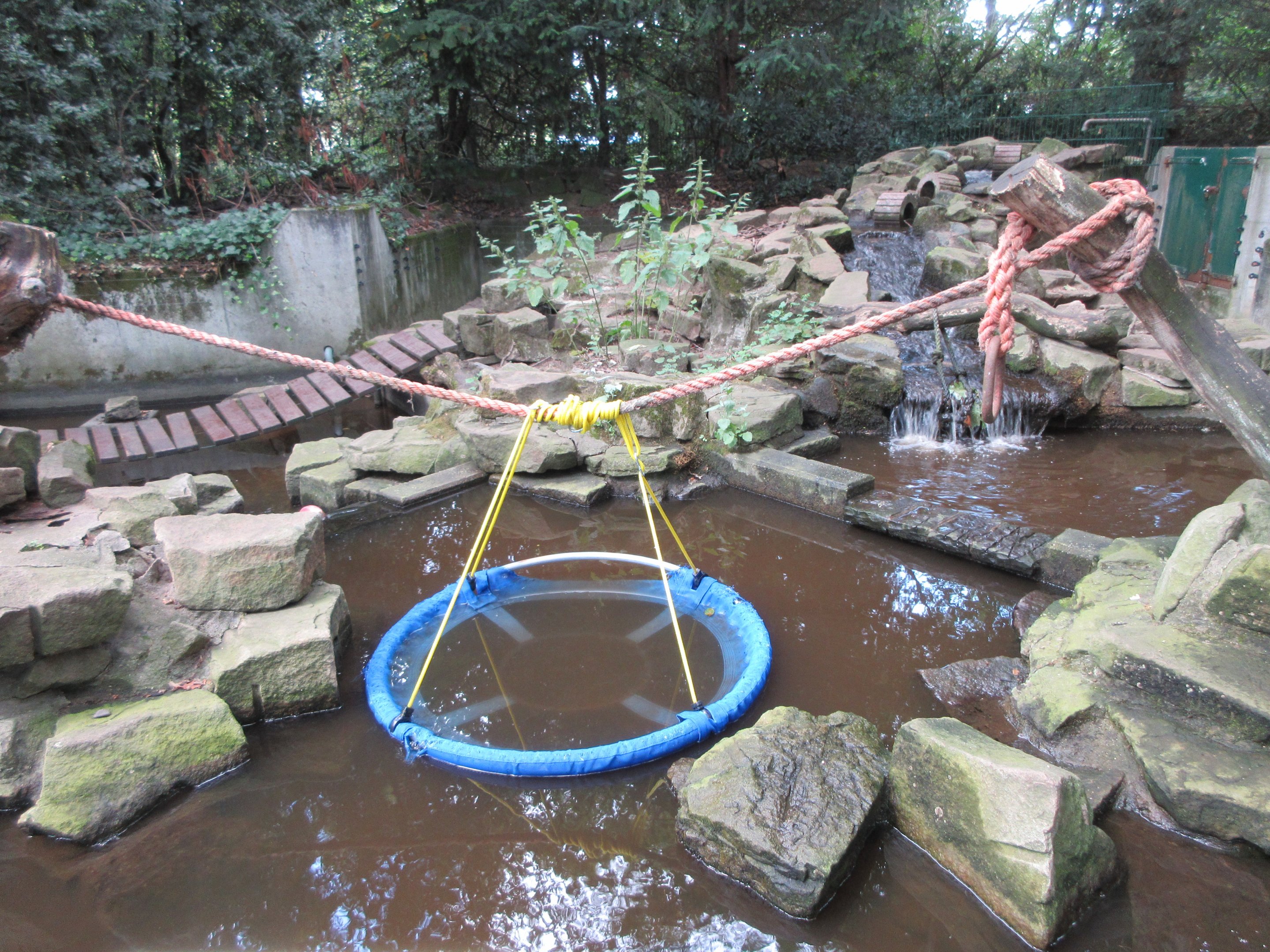 Small-clawed Otter Exhibit