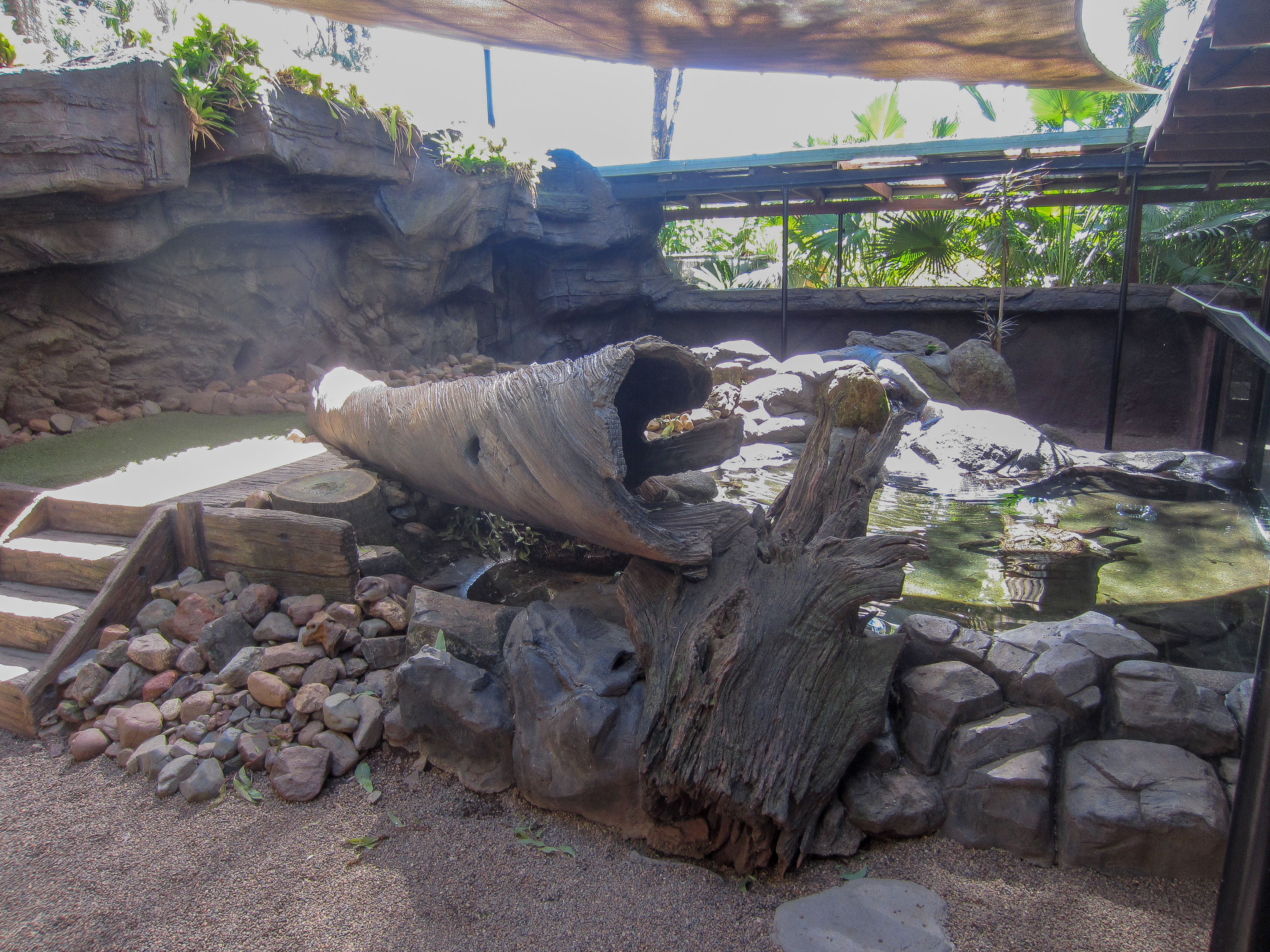 Small-clawed Otter exhibit