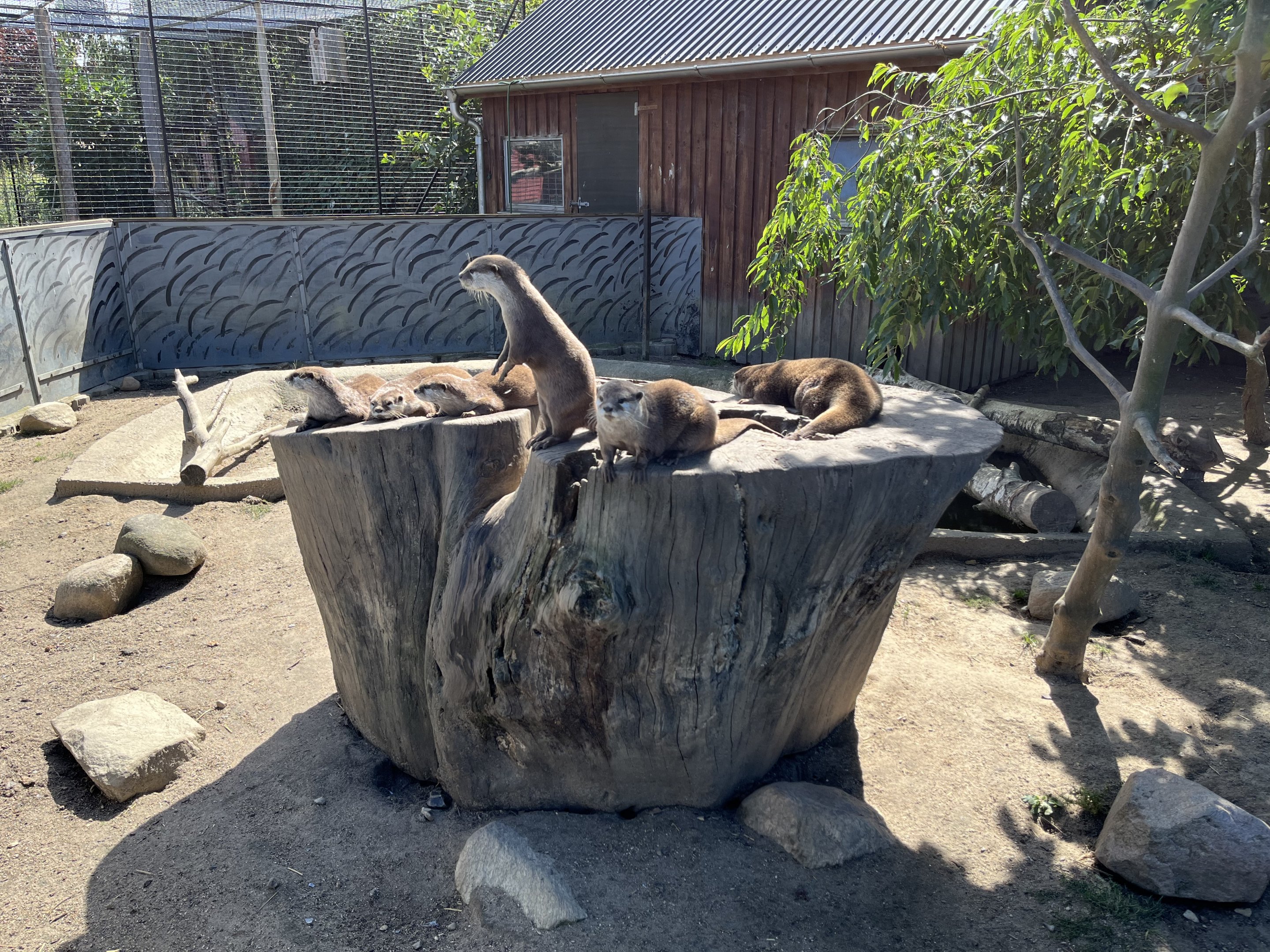 Small-clawed Otter Exhibit