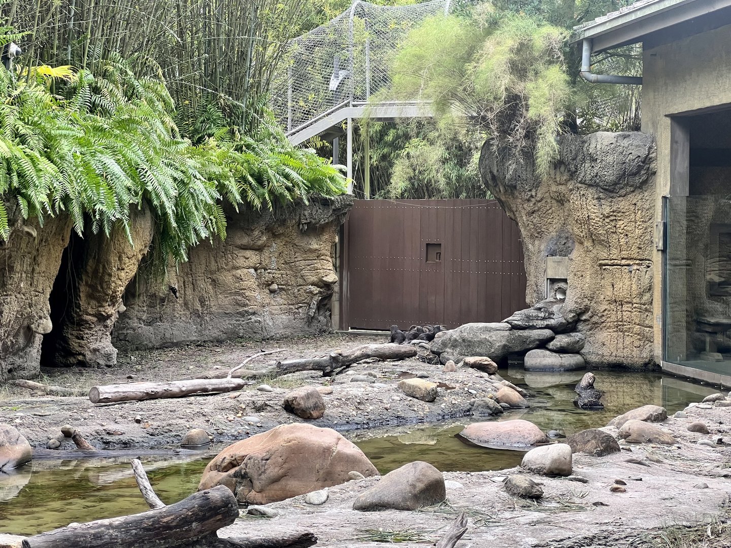 Small-clawed Otter Exhibit
