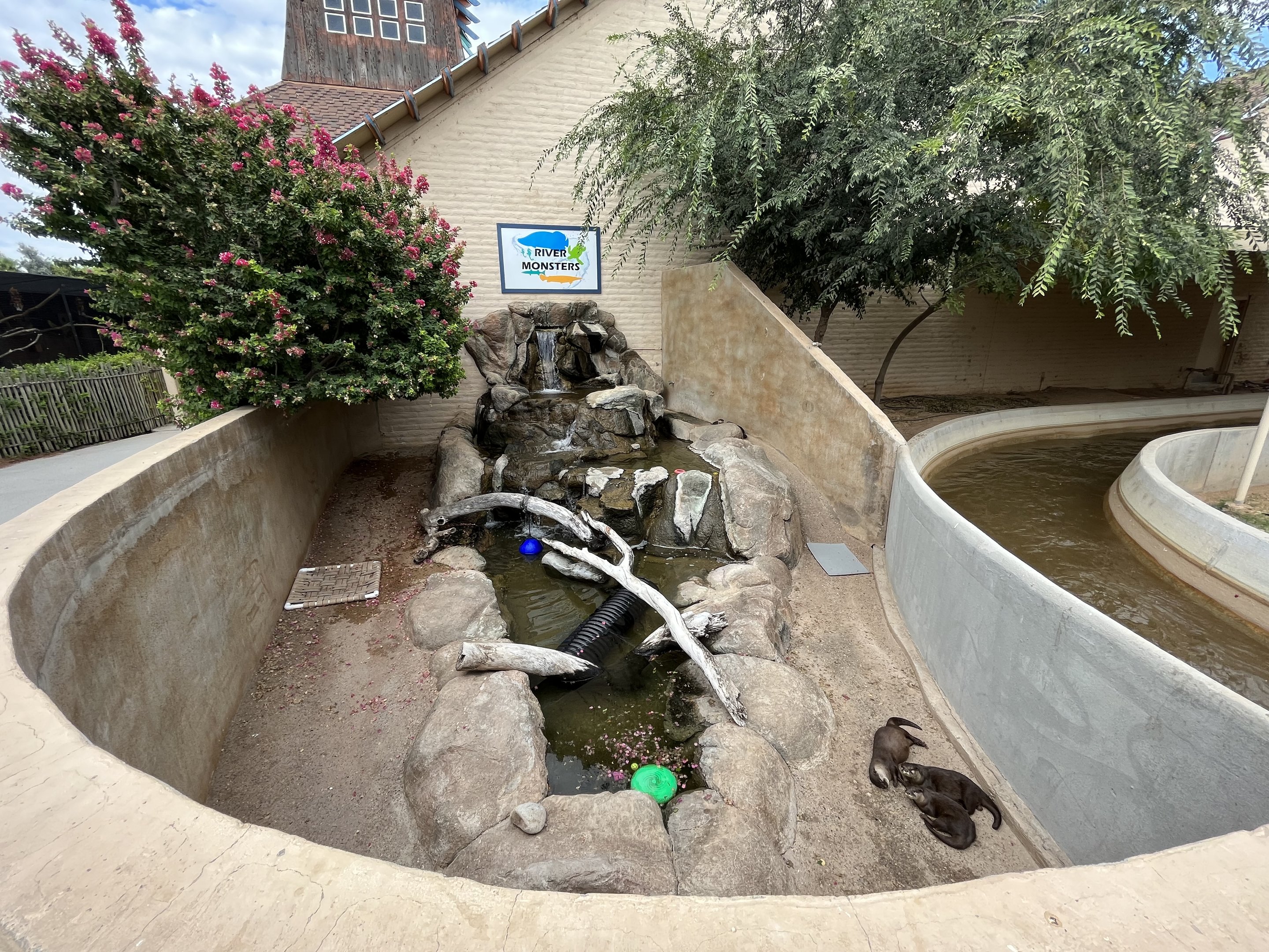 Small-clawed Otter Exhibit