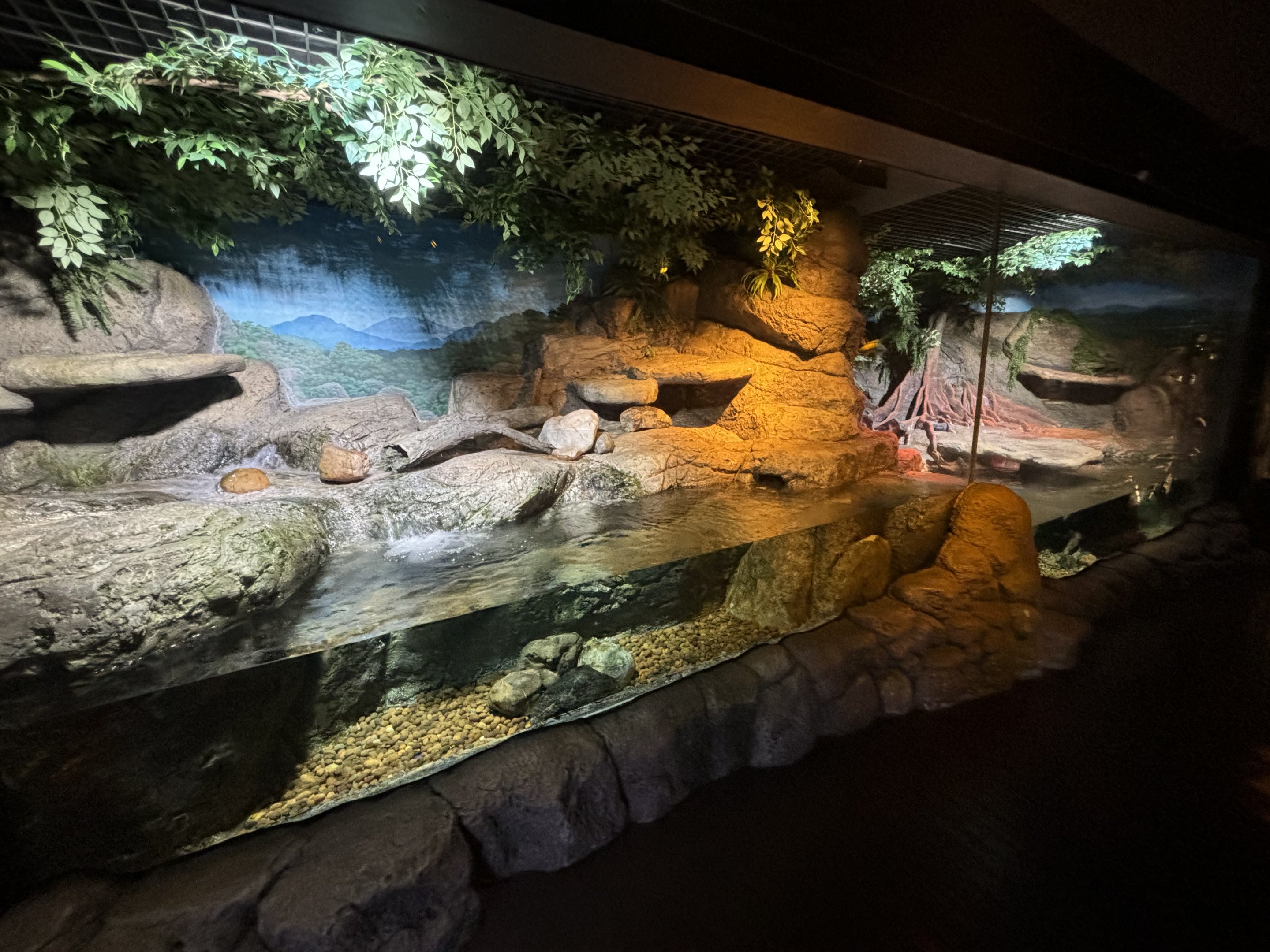 Small-clawed Otter Exhibit