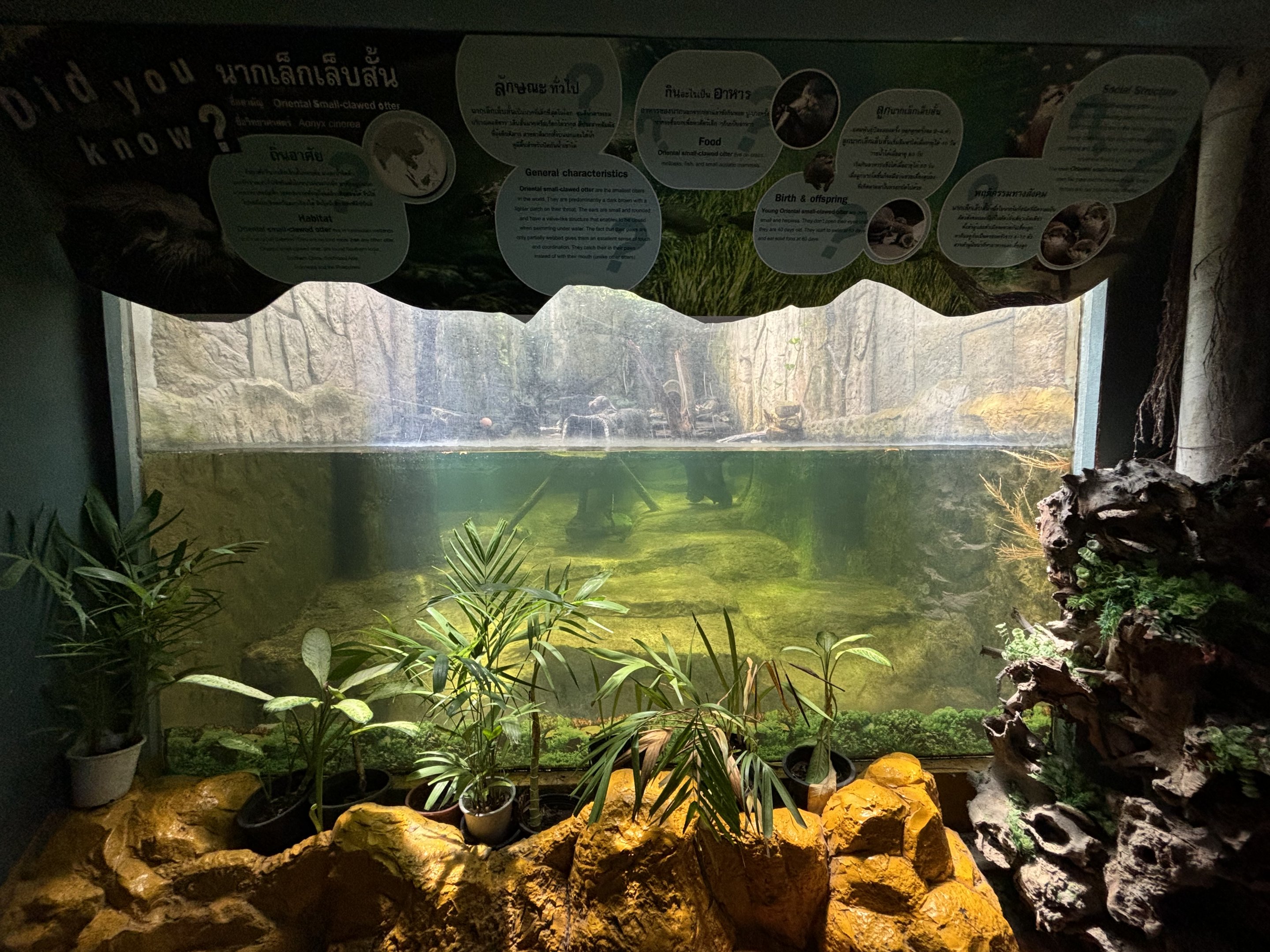 Small-clawed Otter Exhibit