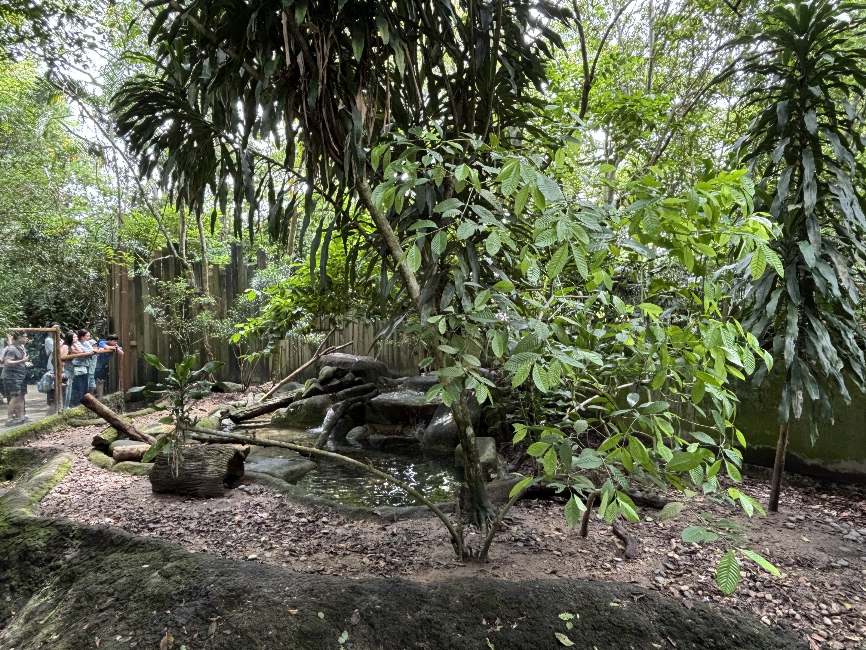 Small-clawed Otter Exhibit