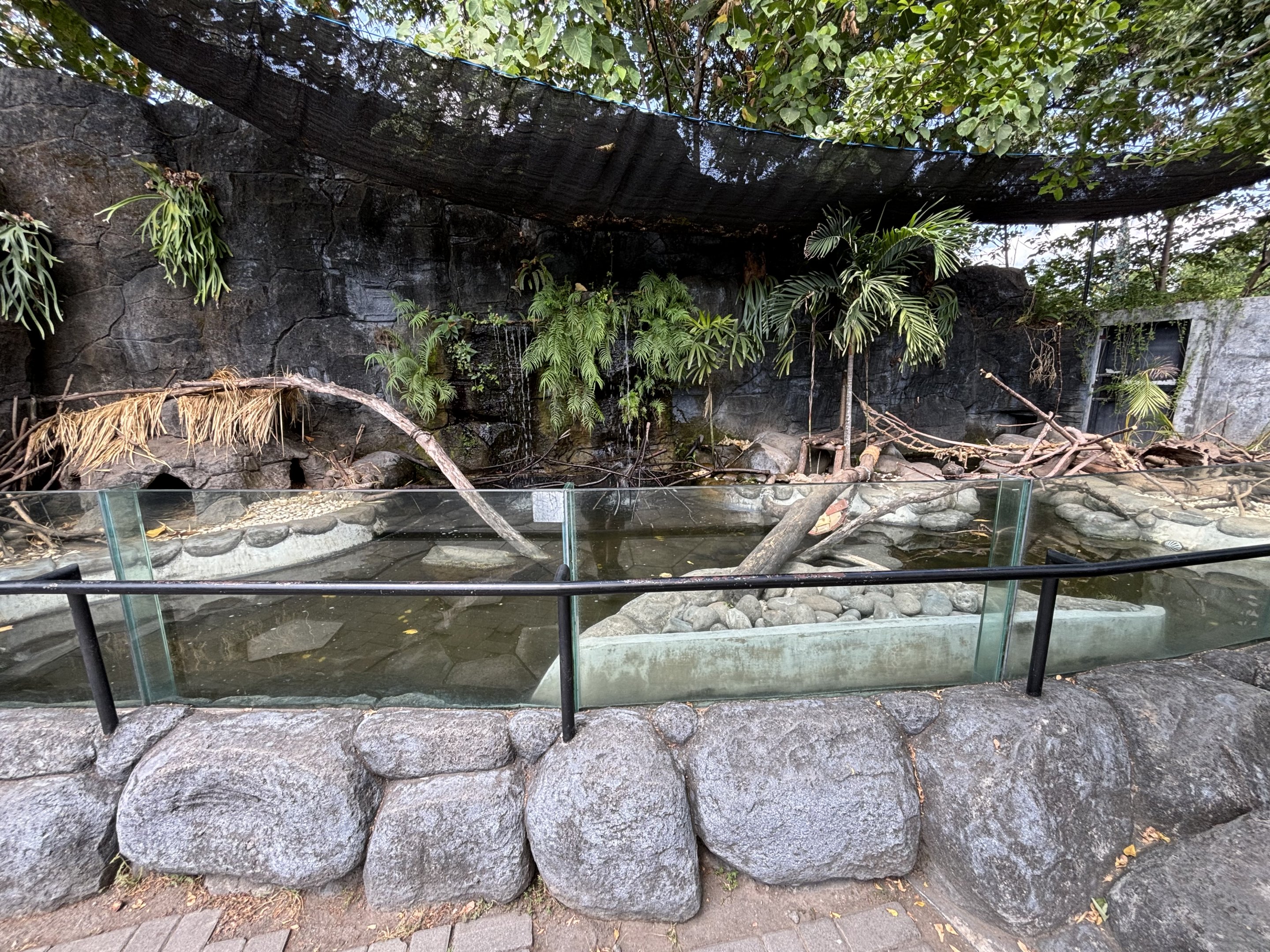 Small-clawed Otter Exhibit
