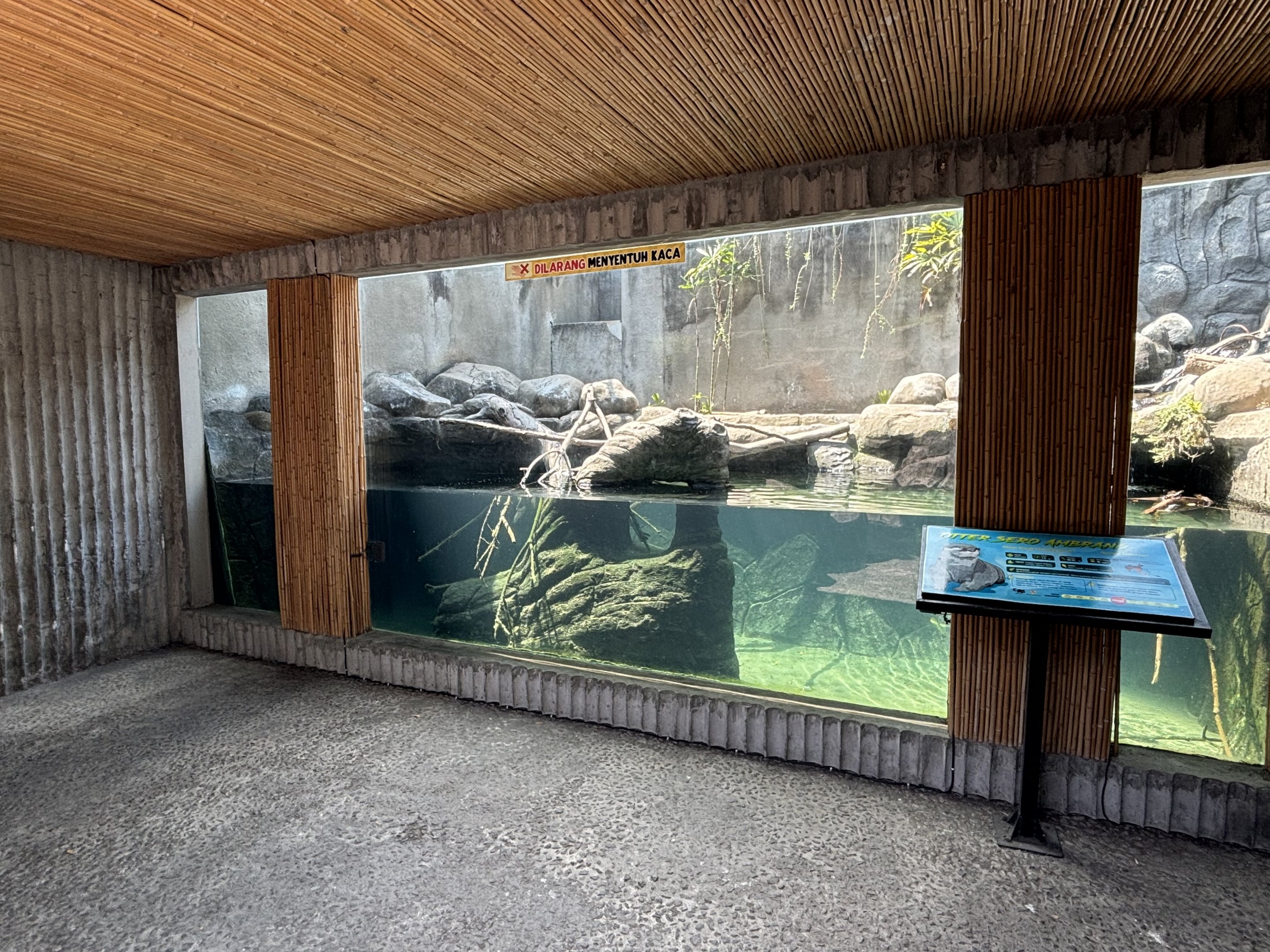 Small-clawed Otter Exhibit