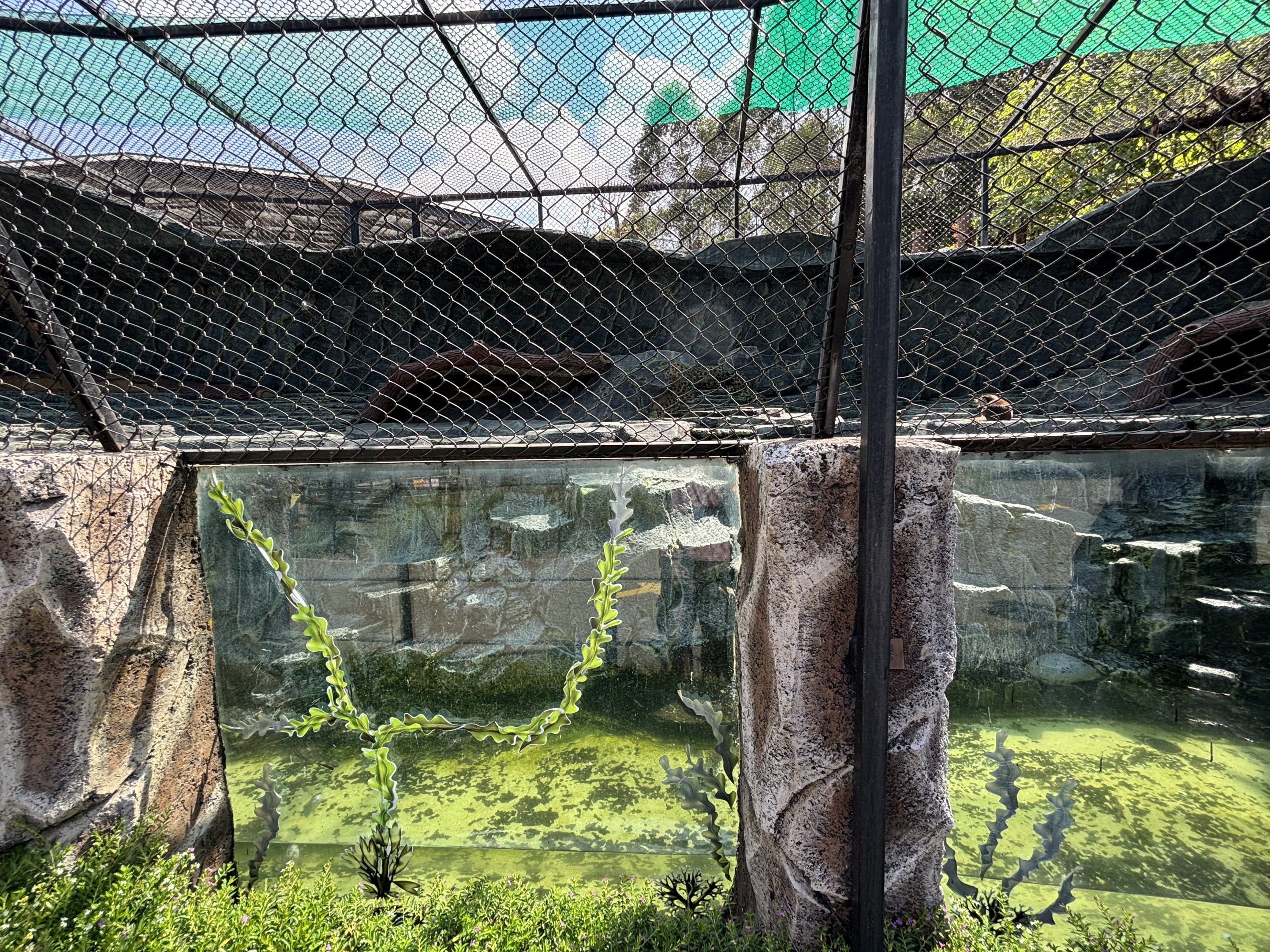Small-clawed Otter Exhibit