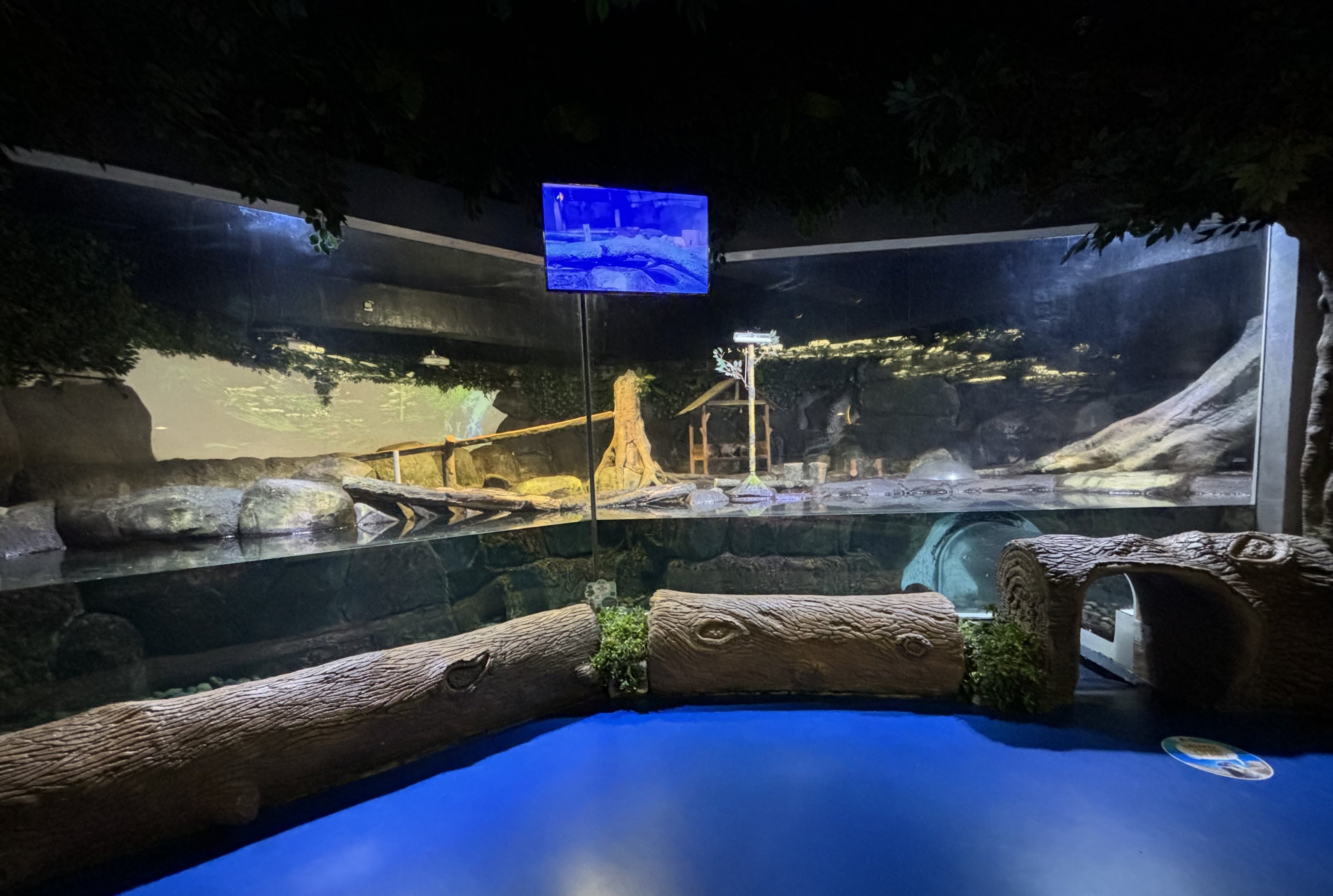 Small-clawed Otter Exhibit