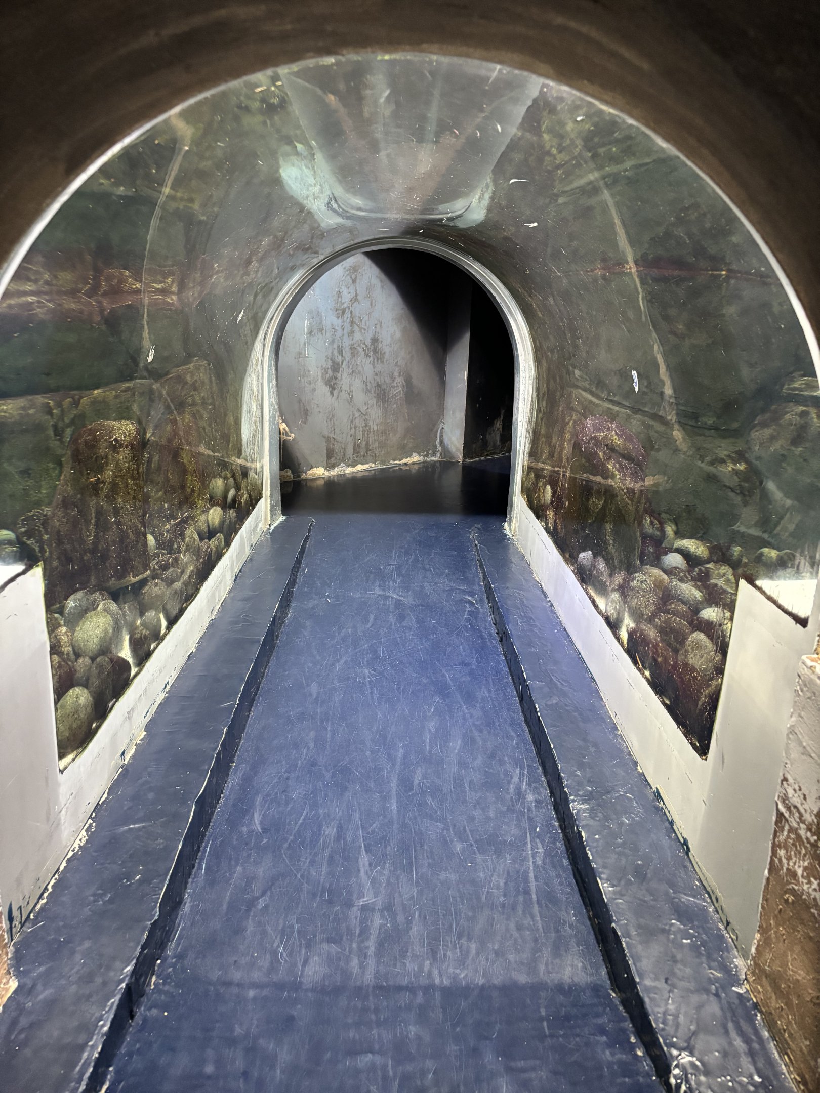 Small-clawed Otter Exhibit