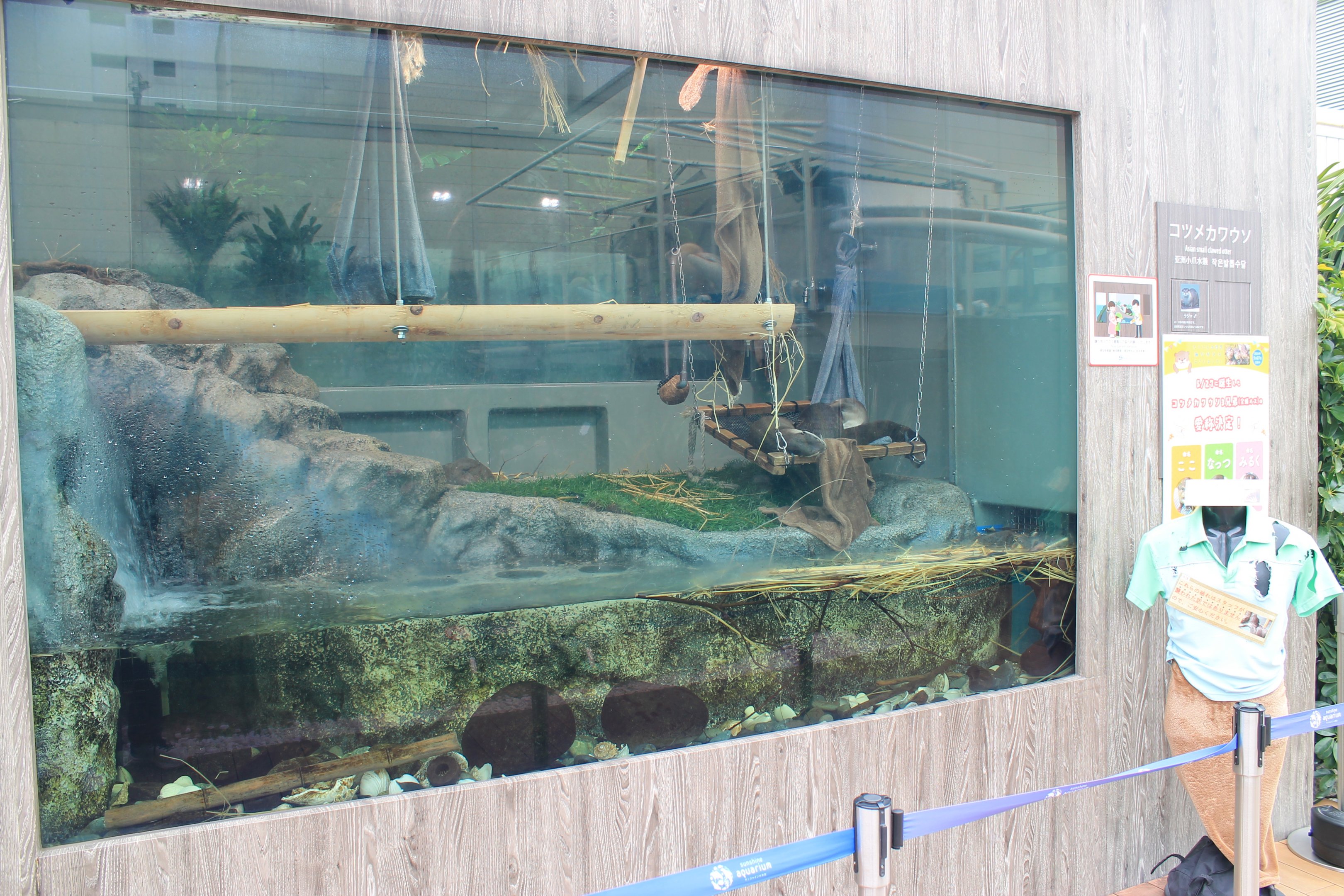 Small-clawed Otter exhibit